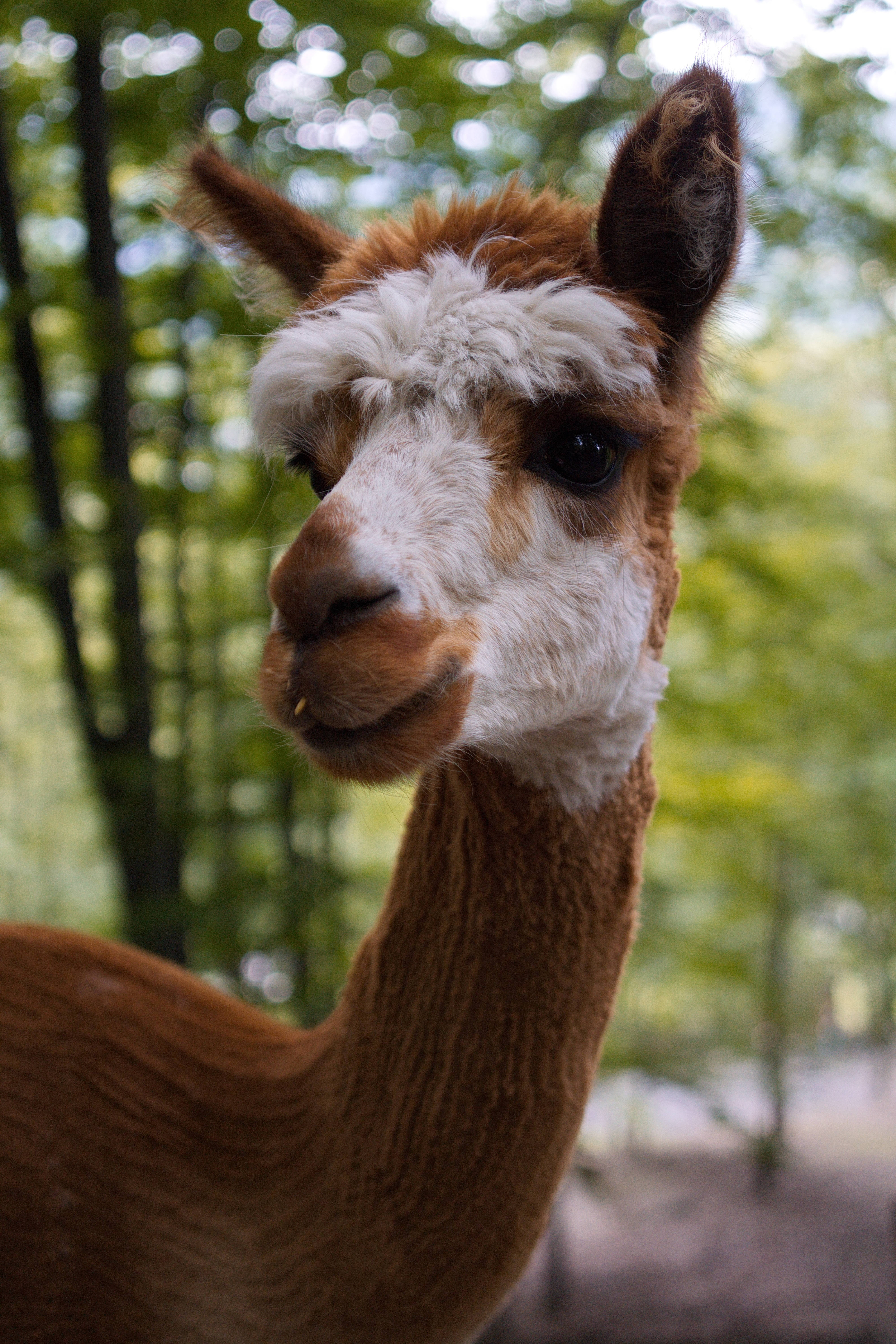 Alpaca 桌布 壁紙 — 一隻棕白色羊駝的特寫，毛髮柔軟，眼睛充滿好奇，在陽光明媚的森林中凝視。