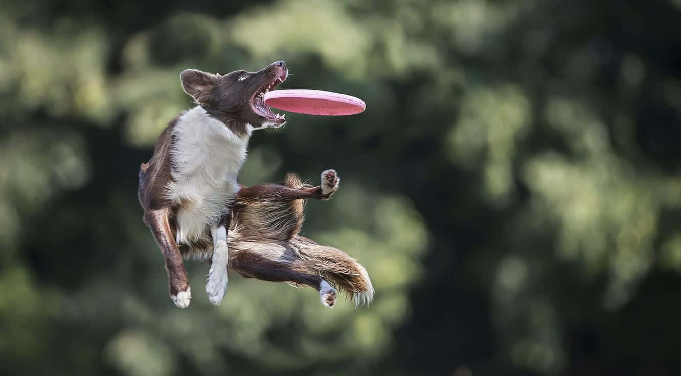 Frisbee 桌布 壁紙 — 一隻棕白色邊境牧羊犬在半空中跳起接住粉紅色飛盤，背景是模糊的綠色森林。