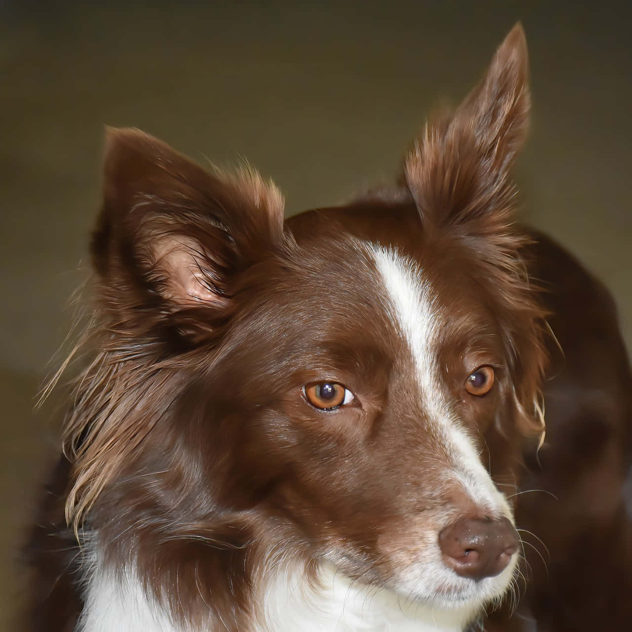 border collie 桌布 壁紙 — 一隻棕白色邊境牧羊犬的特寫肖像，豎起警覺的耳朵，溫暖的琥珀色眼睛，背景柔和模糊。