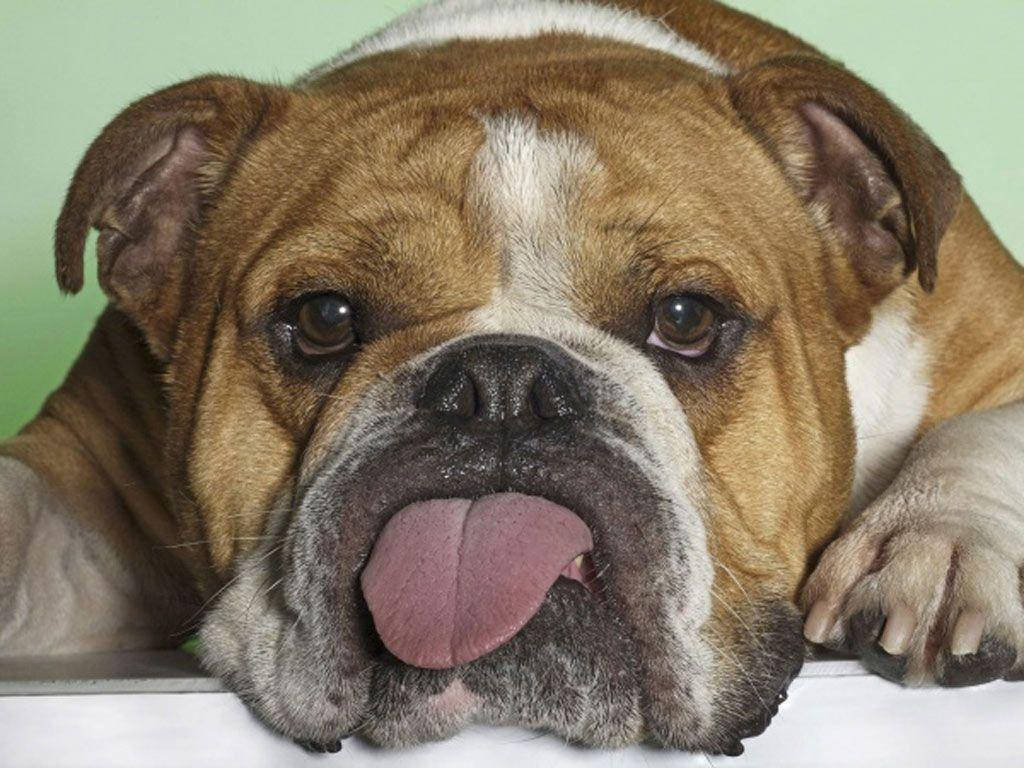 Dogs 桌布 壁紙 — 一隻棕白色鬥牛犬伸出舌頭，在淺綠色背景前的白色表面上休息的特寫。