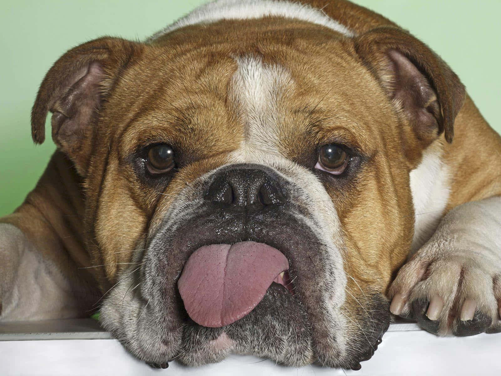 Bulldog 桌布 壁紙 — 一隻棕白色鬥牛犬伸出舌頭，在白色表面上休息，背景是淺綠色的特寫。