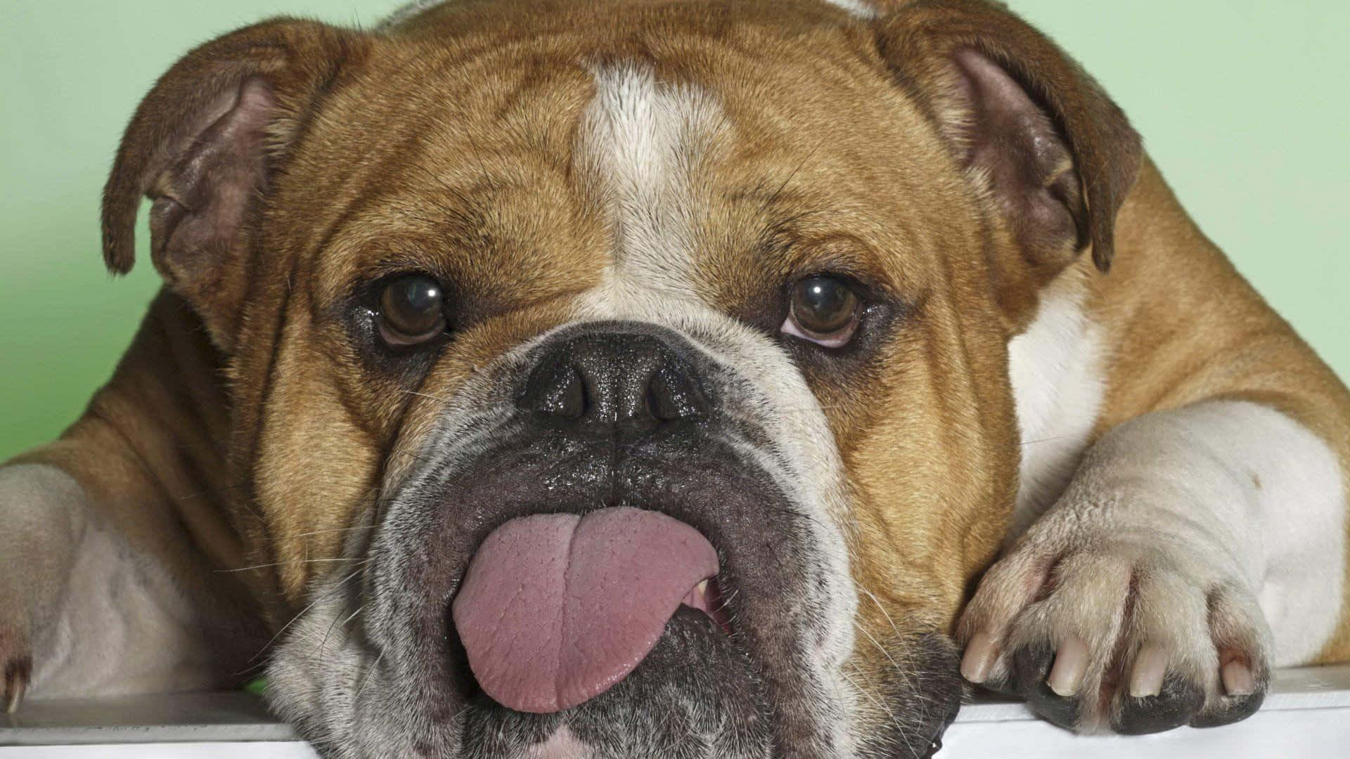 Bulldog 桌布 壁紙 — 一隻棕白色鬥牛犬伸出舌頭，在白色表面上休息，背景為淺綠色。