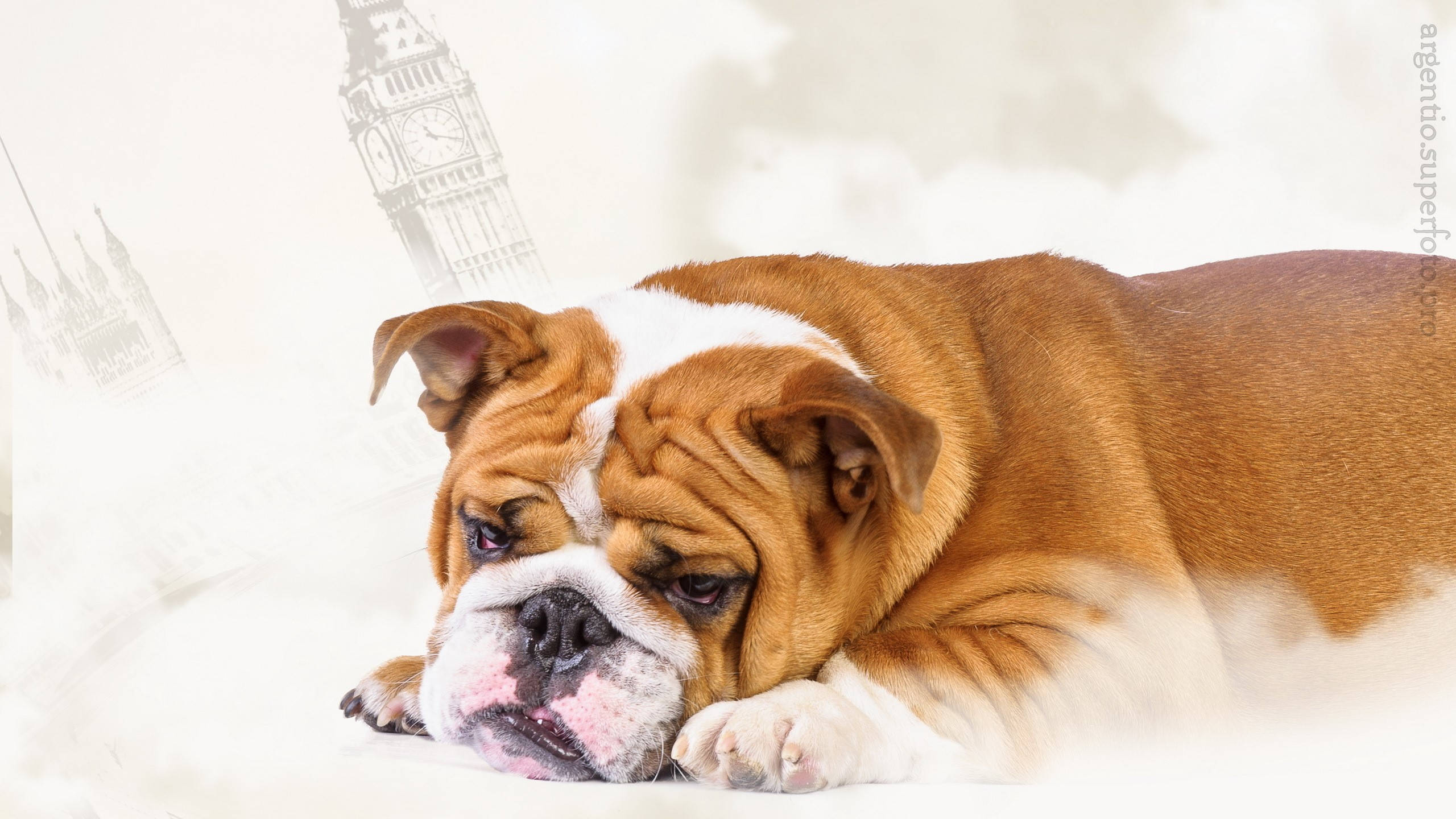 Bulldog 桌布 壁紙 — 一隻棕白色鬥牛犬在柔和背景中隱約可見大笨鐘的情況下平靜地休息。
