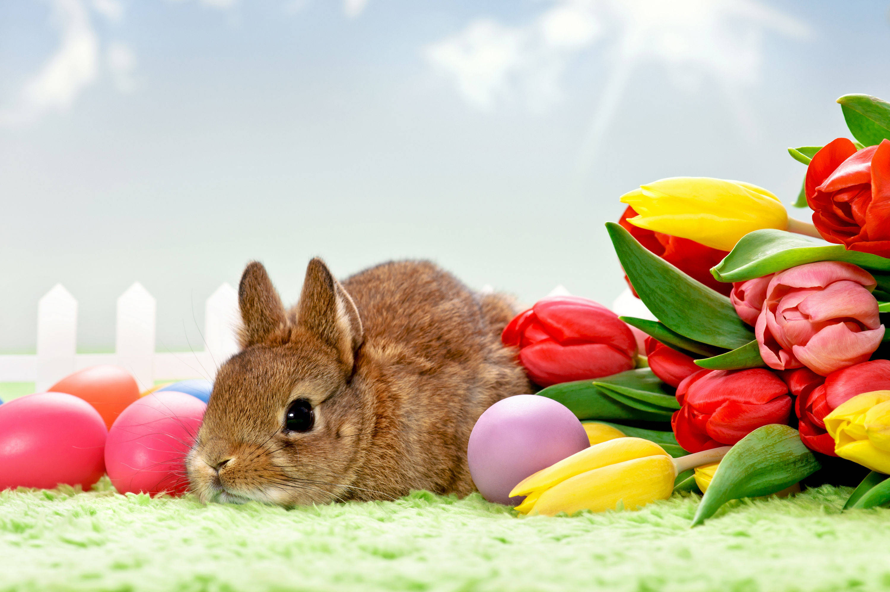 Cute Easter 桌布 壁紙 — 一隻棕色兔子在綠色草地上休息，旁邊有彩色復活節彩蛋和鮮豔的紅黃色鬱金香，天空明亮。