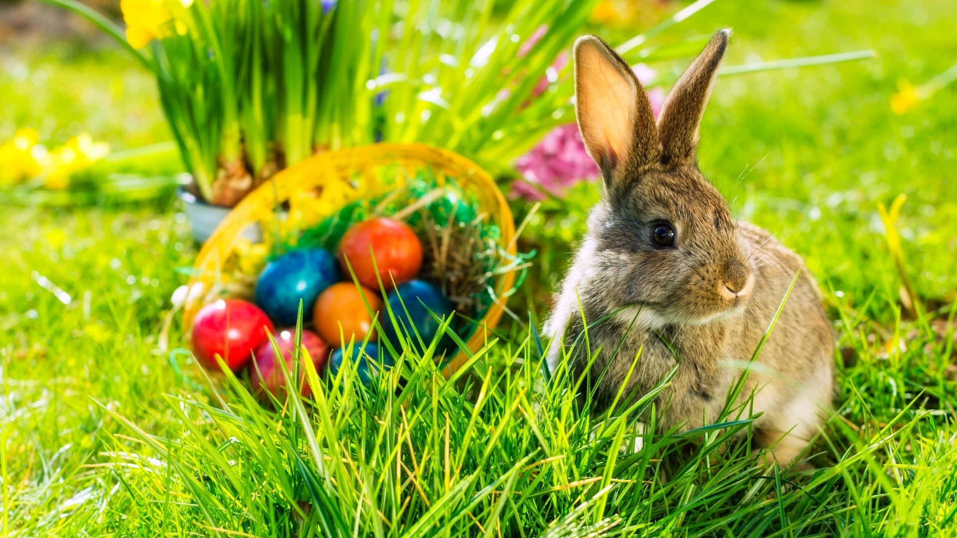 Easter Bunny 桌布 壁紙 — 一隻棕色兔子坐在充滿活力的綠色草地上，旁邊有一個裝滿彩色復活節彩蛋和盛開水仙花的籃子。