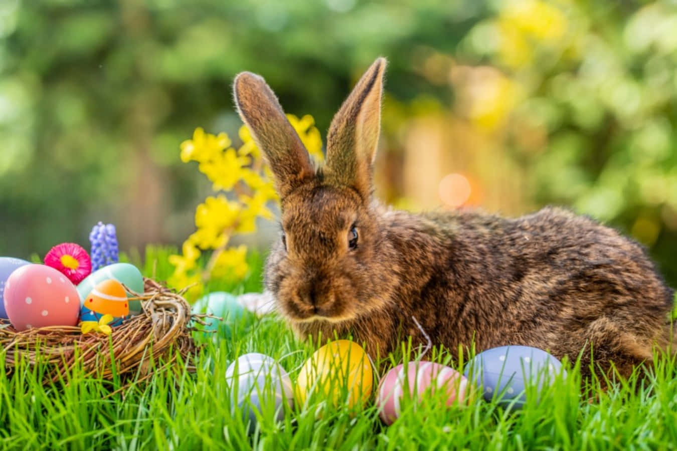 Easter 桌布 壁紙 — 一隻棕色兔子坐在充滿活力的綠色草地上，旁邊有一個裝滿彩色復活節蛋和黃色花朵的編織籃子。