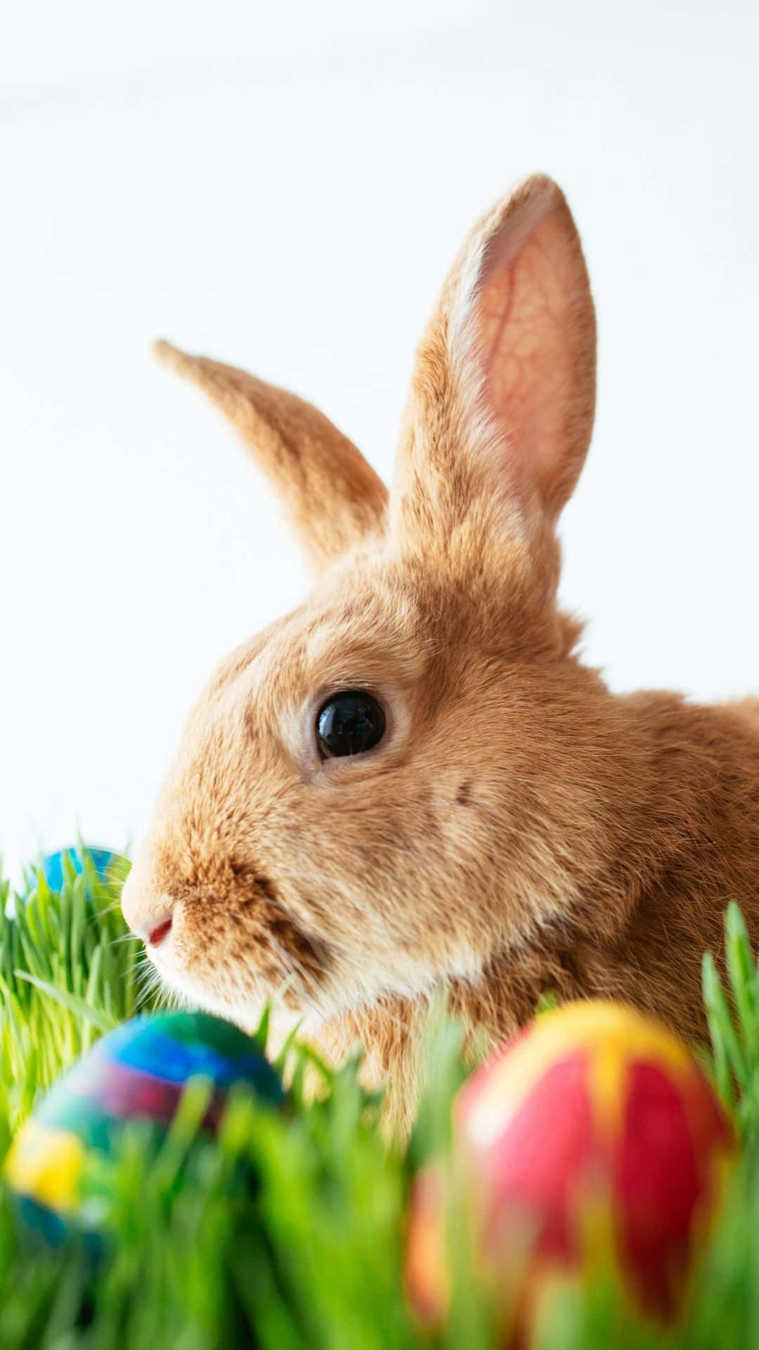 Easter Bunny 桌布 壁紙 — 一隻棕色兔子的特寫，從鮮綠色草地旁色彩繽紛的復活節彩蛋中探出頭來。