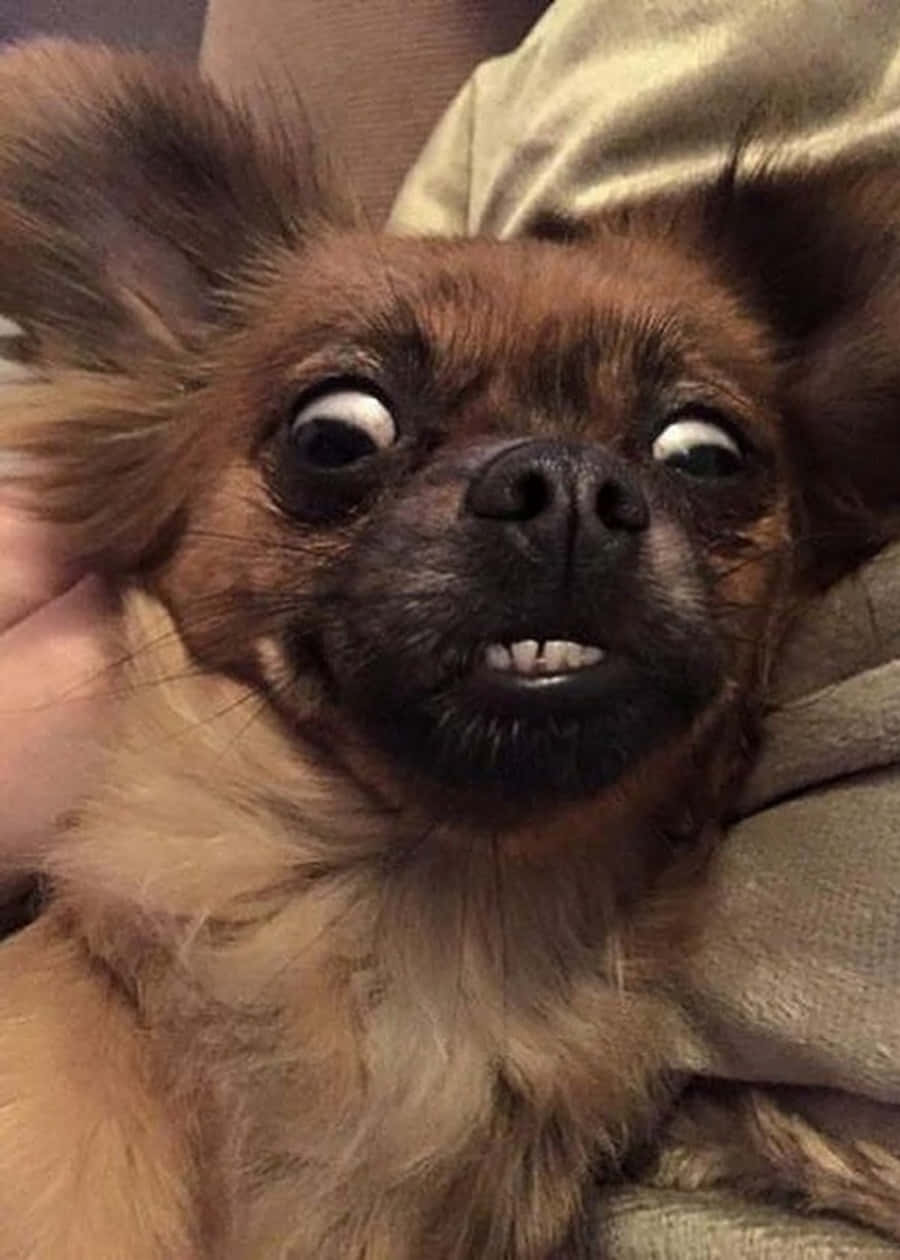 Funny Dog 桌布 壁紙 — 一隻棕色吉娃娃的特寫，牠睜大眼睛、露出牙齒笑容，直視鏡頭。