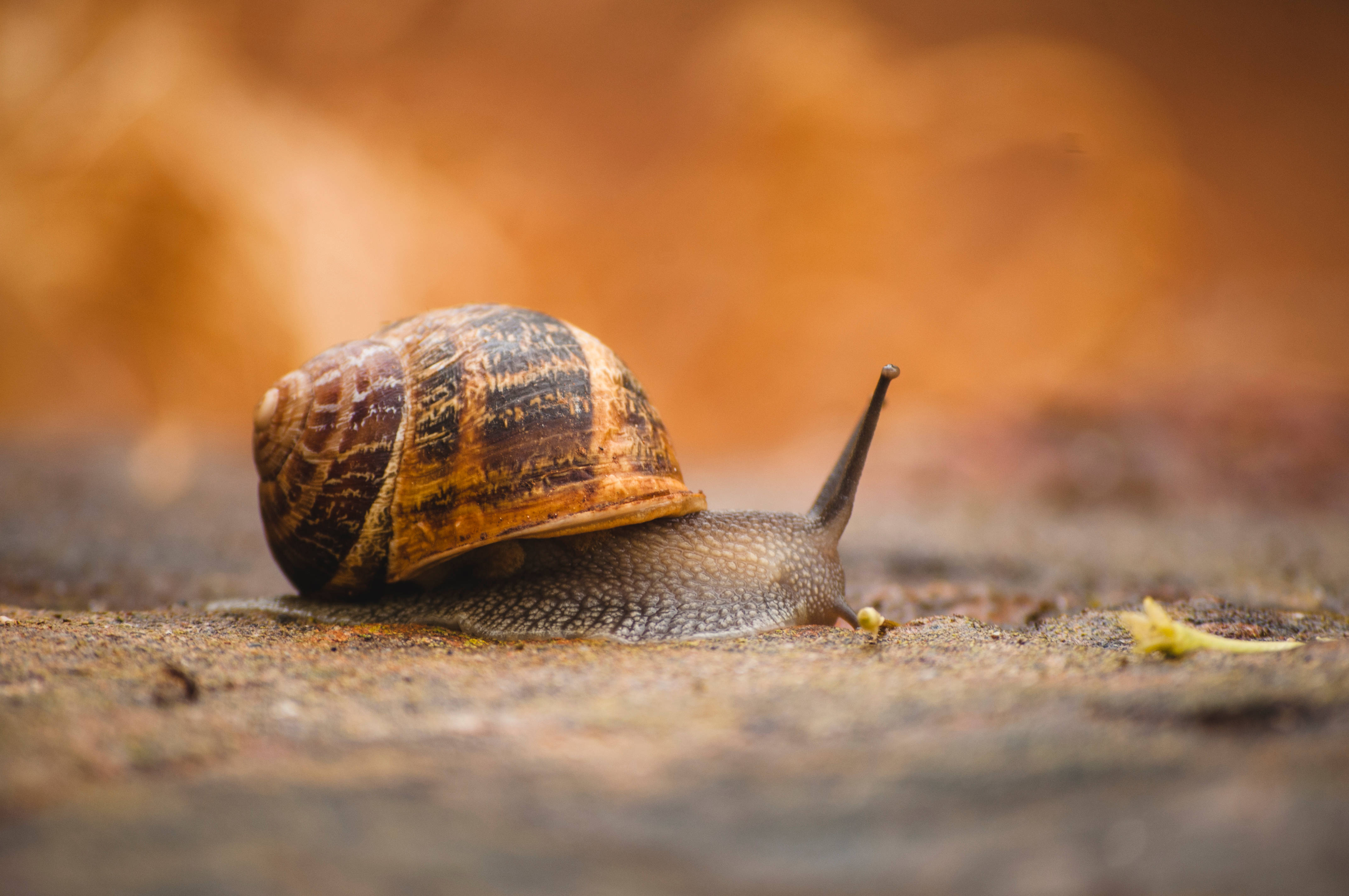 Snail 桌布 壁紙 — 一隻棕色和棕褐色的蝸牛在溫暖模糊的背景中，緩慢爬行在紋理表面上的特寫。