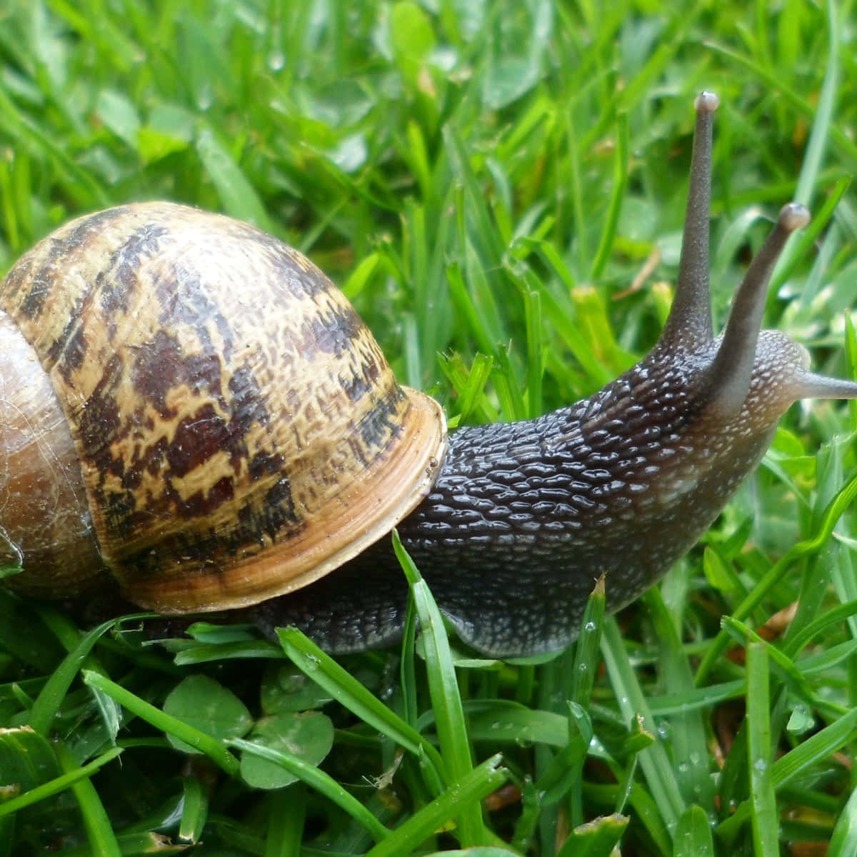 Snail 桌布 壁紙 — 一隻棕色和棕褐色蝸牛，帶有紋理外殼，在沾滿露水的綠色草地上爬行的特寫。