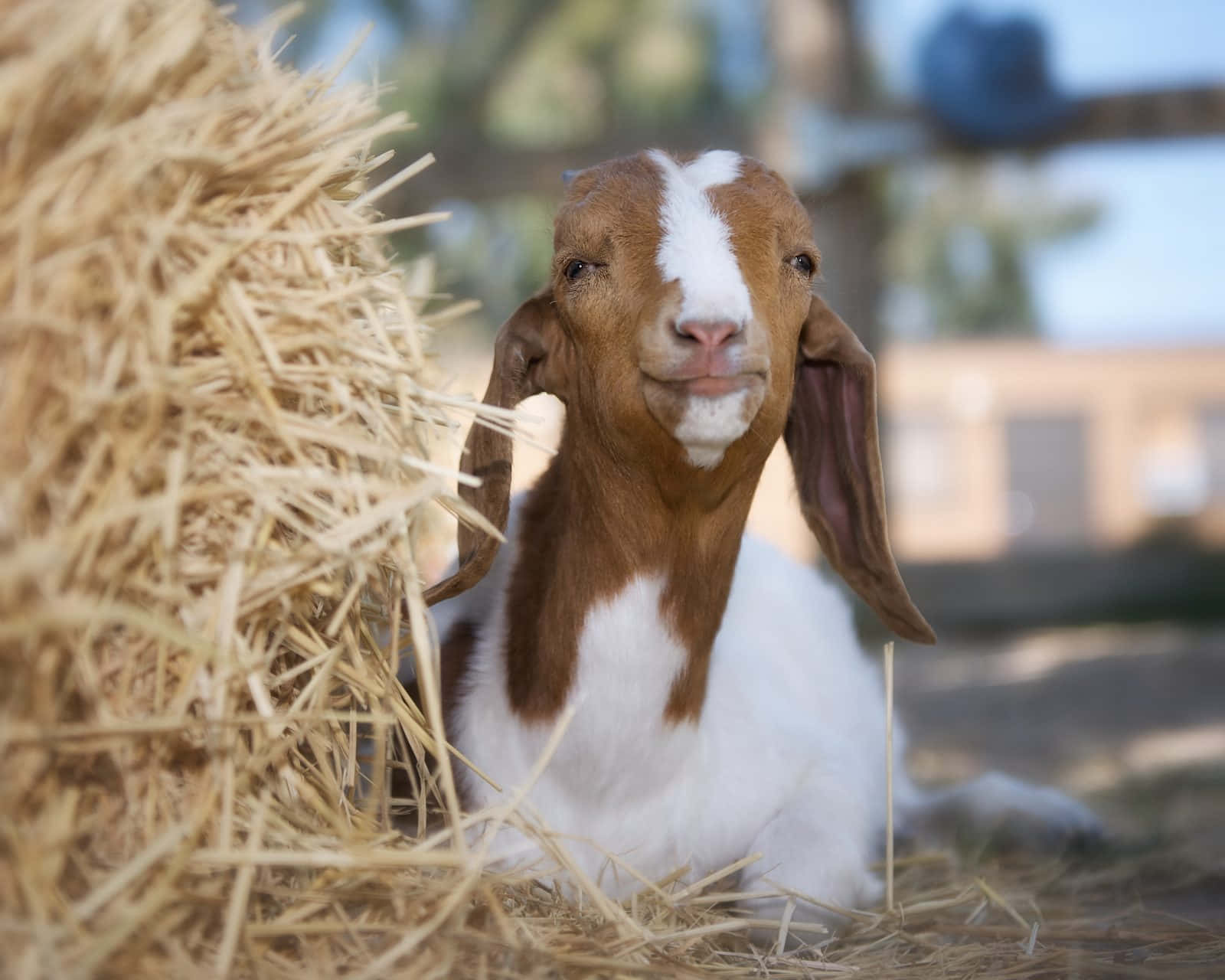 動物 桌布 壁紙 — 一隻棕色和白色的垂耳山羊滿足地坐在陽光普照的戶外環境中的一個大乾草捆旁邊。