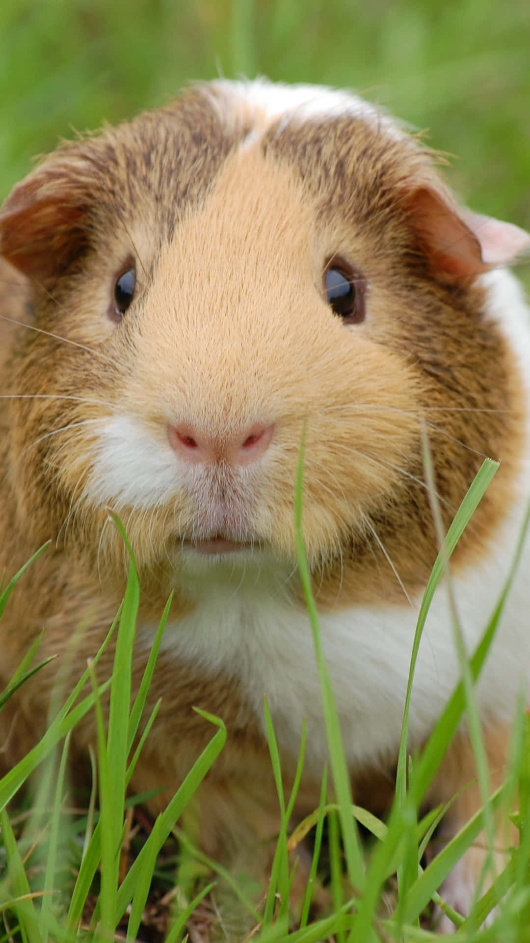 guinea pig 桌布 壁紙 — 一隻棕色和白色的天竺鼠，深色眼睛，從充滿活力的綠色草叢中探出頭來的特寫。