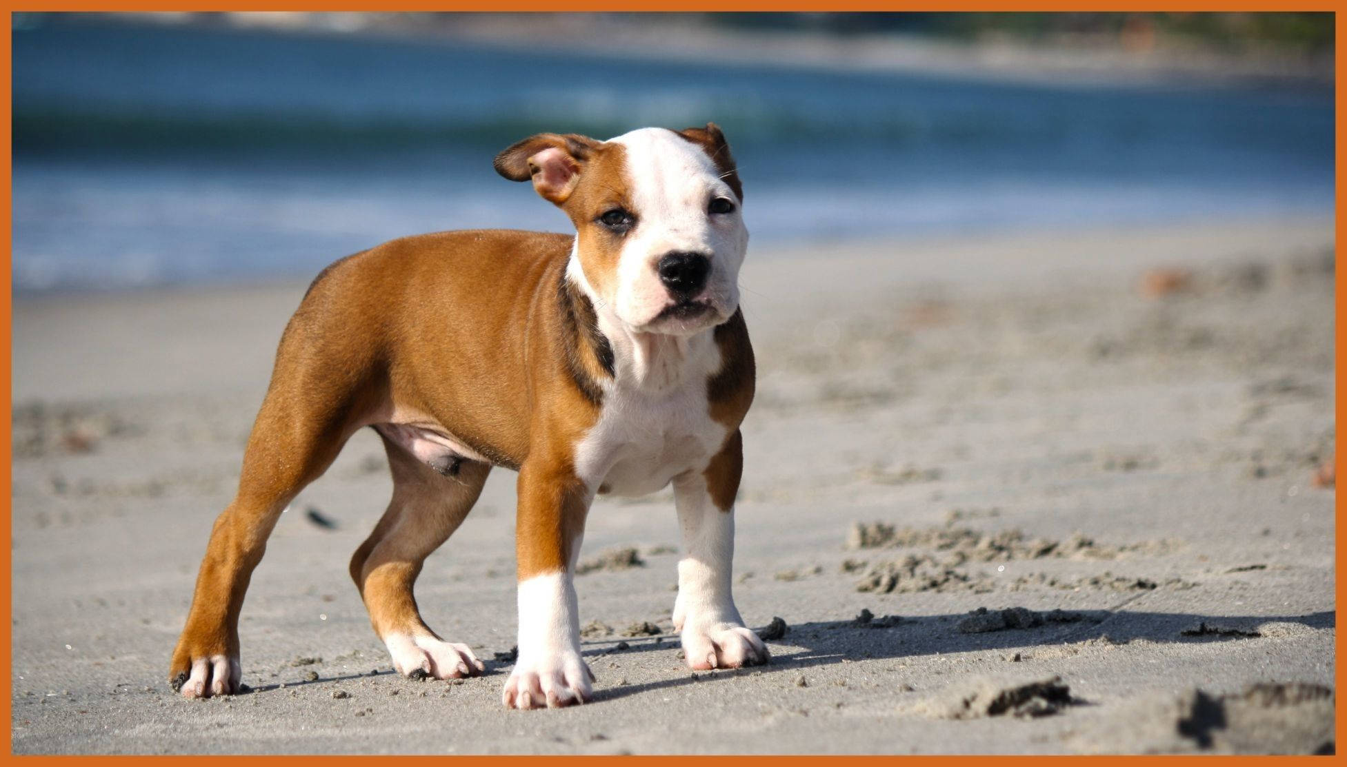 Pitbull Puppies 桌布 壁紙 — 一隻棕色和白色的小狗警覺地站在陽光照耀的沙灘上，身後有海浪翻滾。