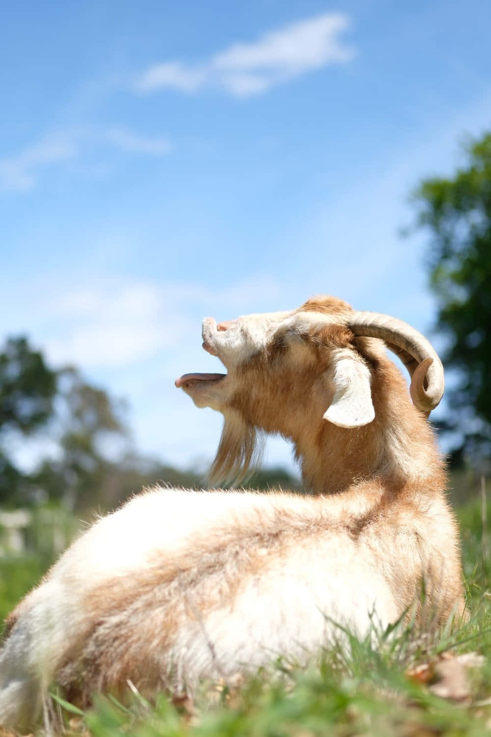 動物 桌布 壁紙 — 一隻棕色和白色的山羊，帶有彎曲的角，在明亮的藍天和散落的雲朵下，在綠色的草地上休息。