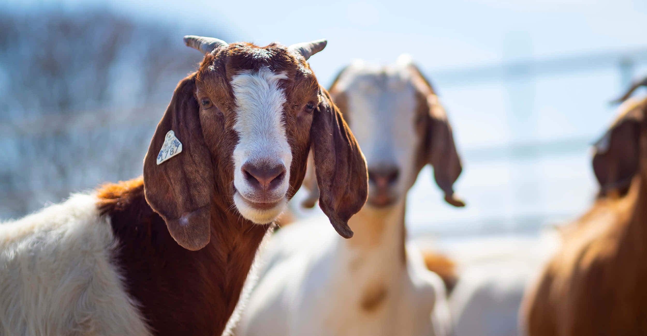 動物 桌布 壁紙 — 一隻棕色和白色的山羊，有垂耳和標籤，直視鏡頭的特寫，而其他山羊則在後方柔焦中站立。