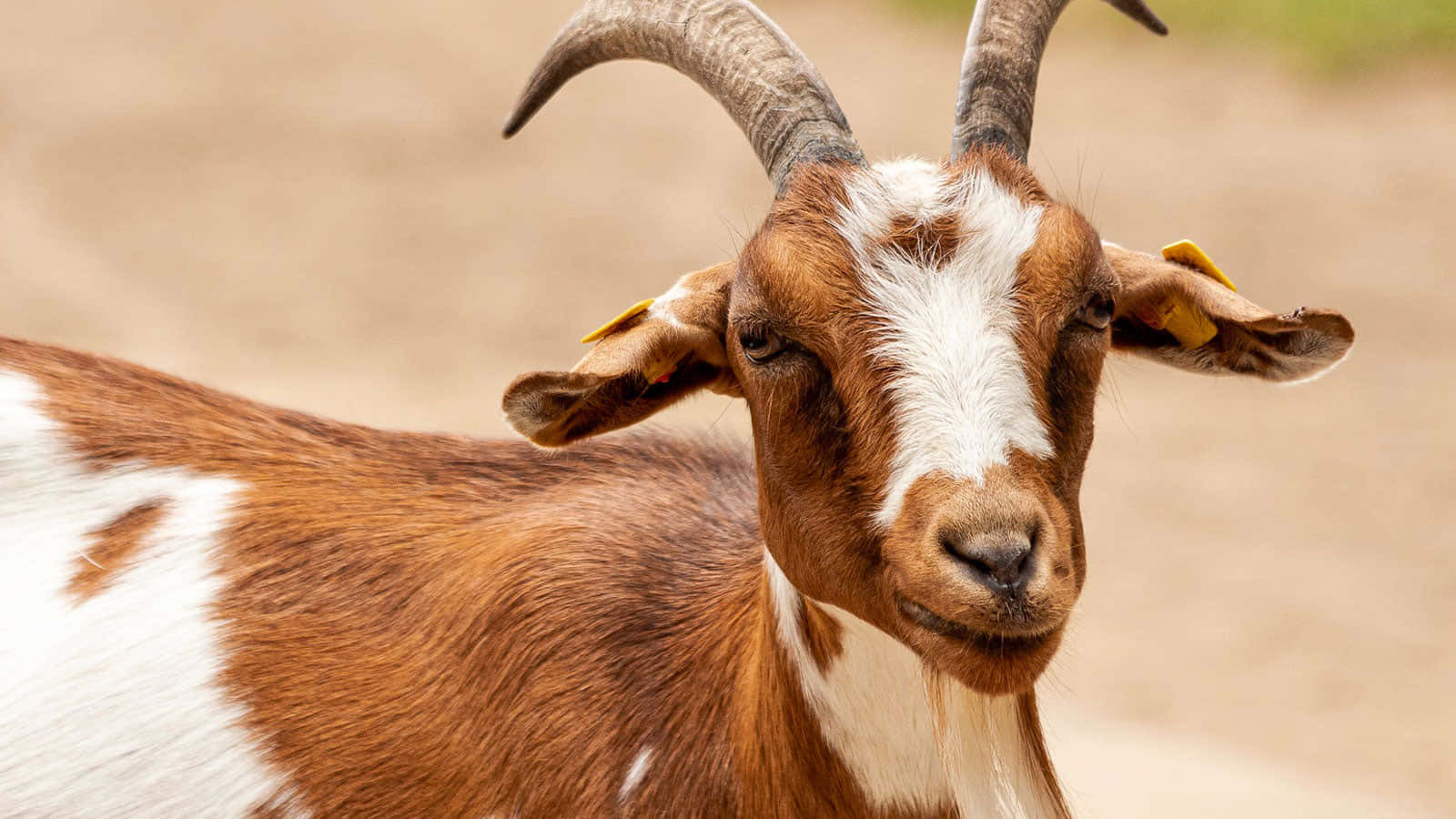 動物 桌布 壁紙 — 一隻棕色和白色的山羊，有彎曲的角和黃色耳標，近距離直視鏡頭。