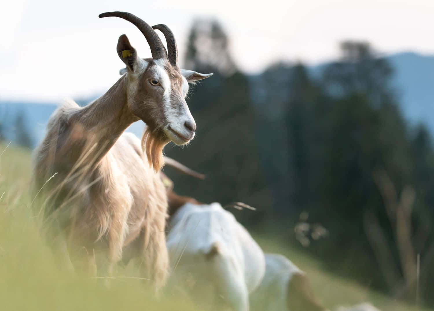 動物 桌布 壁紙 — 一隻棕色和白色的山羊，有彎曲的角，警覺地站在陽光明媚的草地上，背景是模糊的森林山丘。