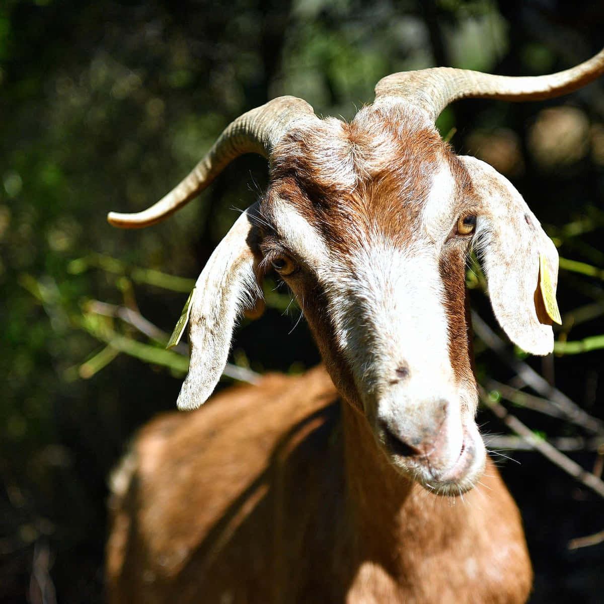 動物 桌布 壁紙 — 一隻棕色和白色的山羊，長有彎曲的長角，在陽光明媚的森林中直視鏡頭的特寫。