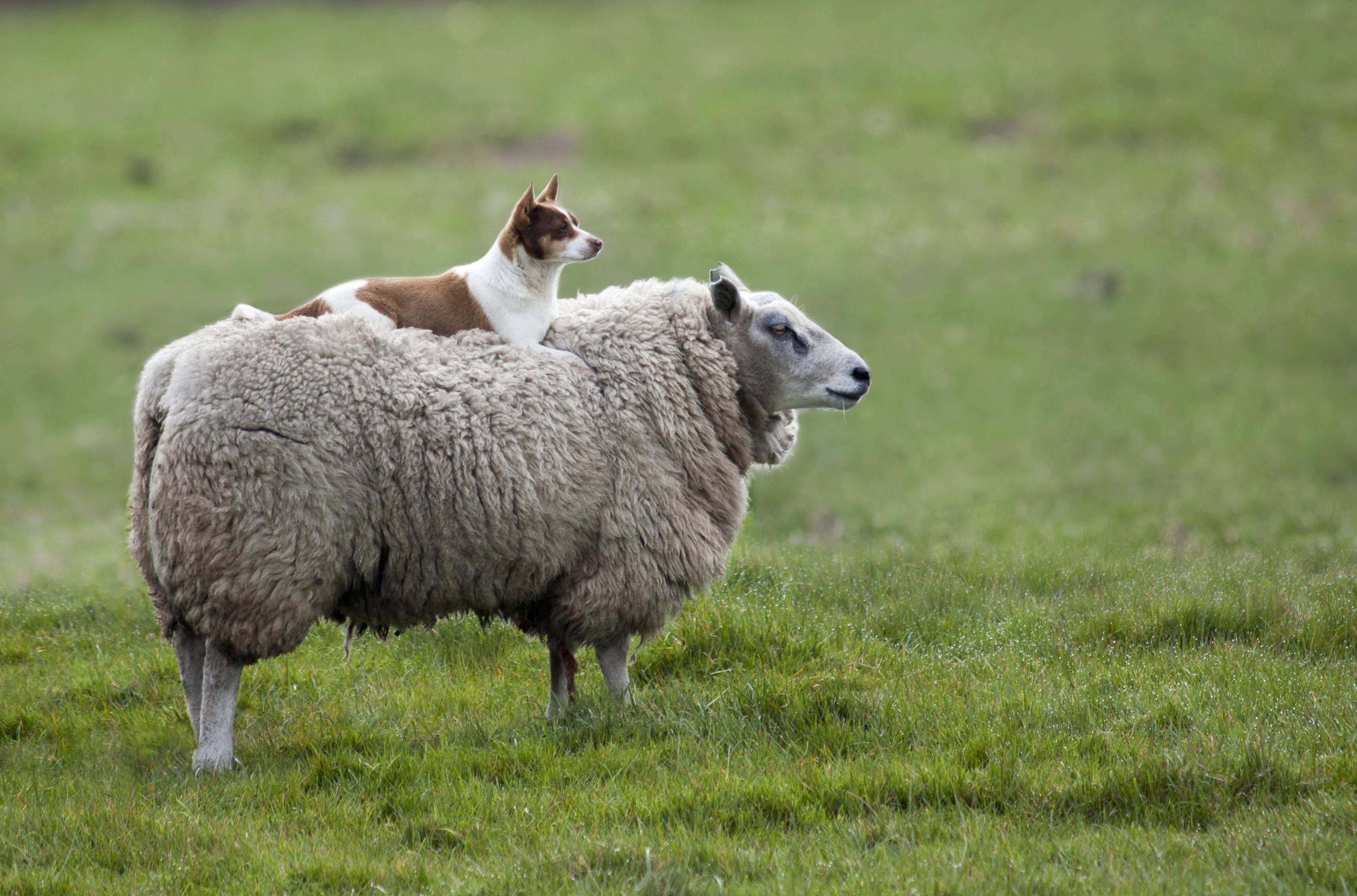 Sheep 桌布 壁紙 — 一隻棕色和白色的巴辛吉犬平靜地棲息在一隻站在茂密綠色牧場上的羊毛綿羊身上。