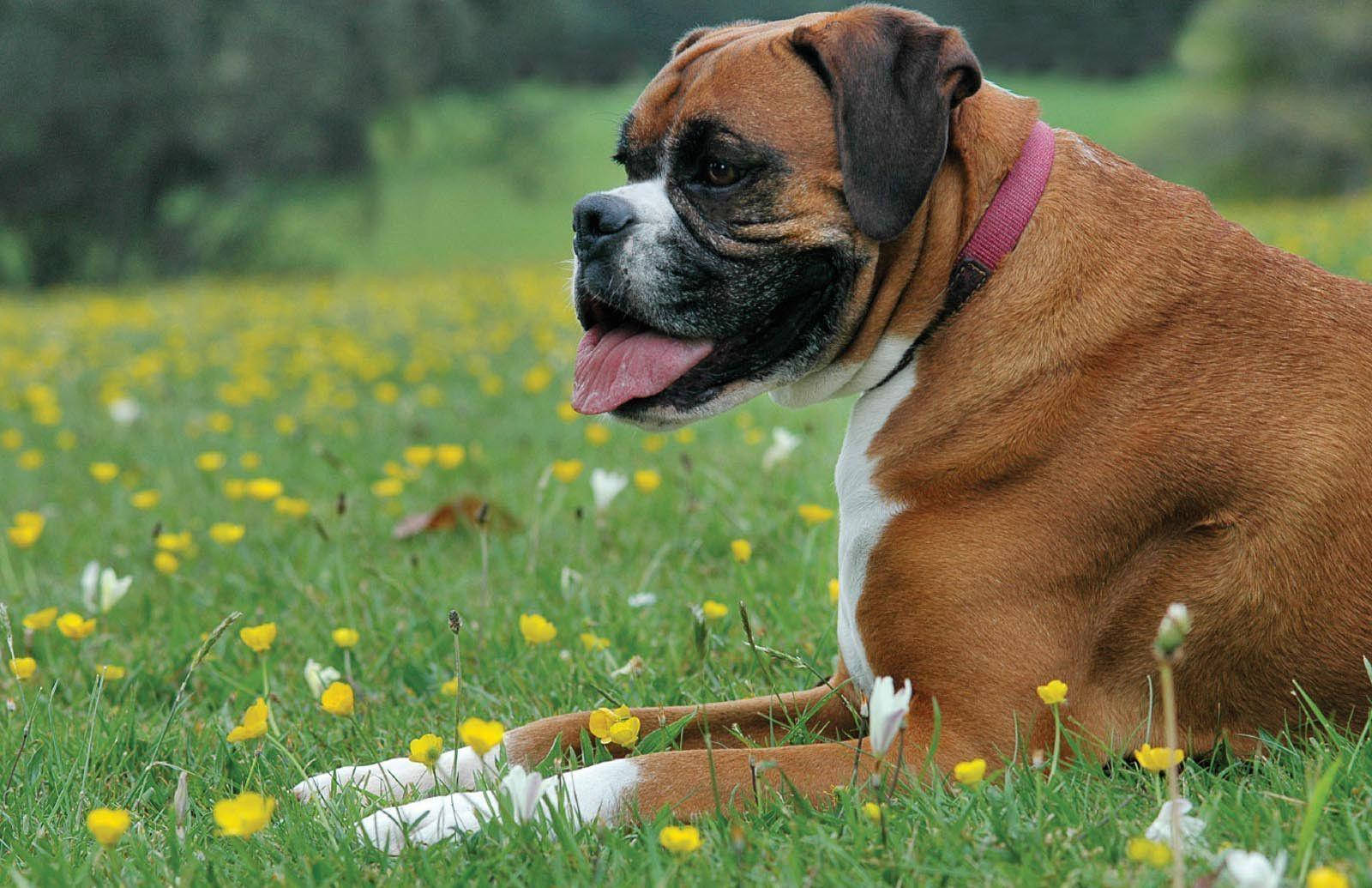 Meadow 桌布 壁紙 — 一隻棕色和白色的拳師犬在陽光明媚、點綴著黃色花朵的草地上快樂地休息。