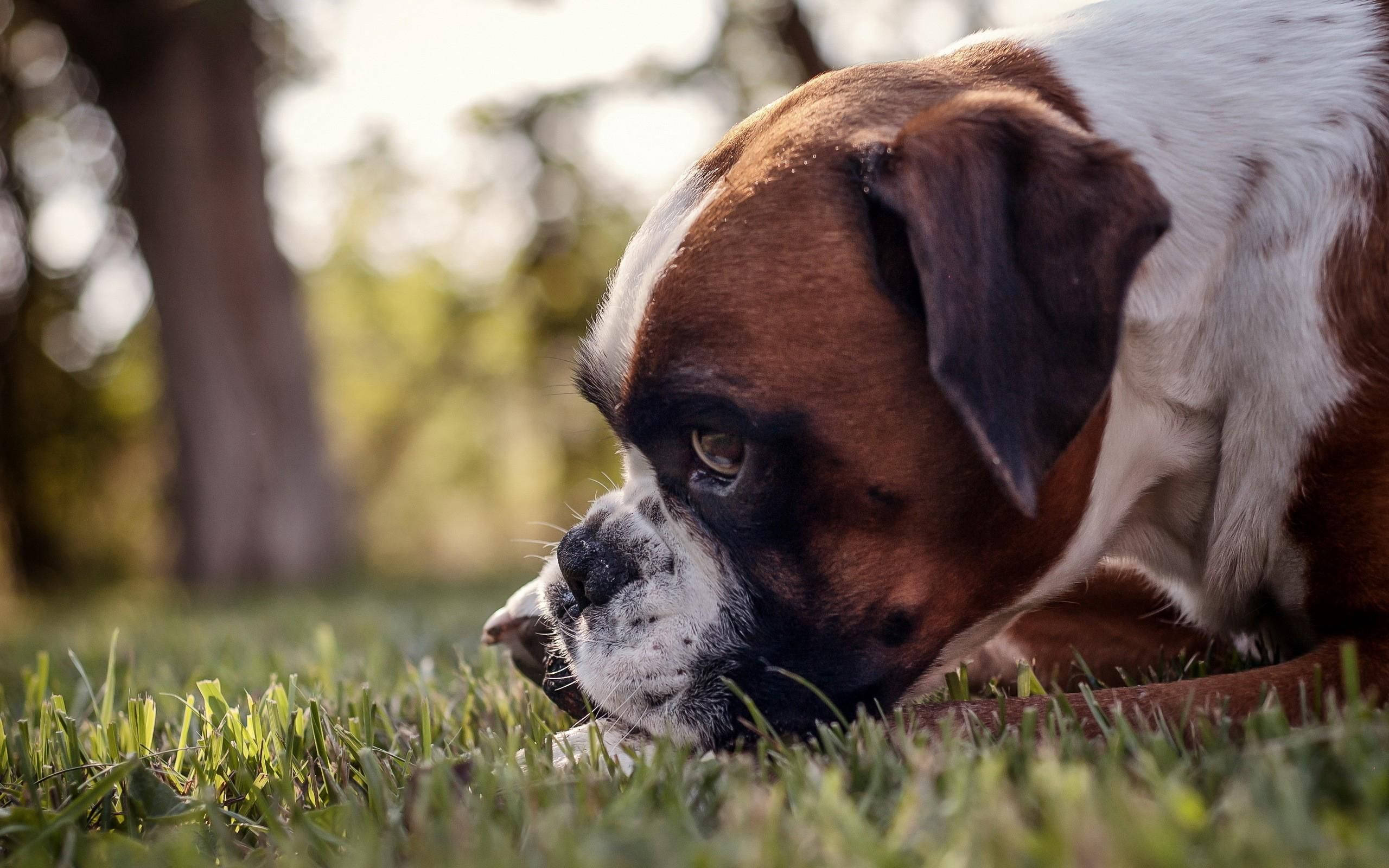 Grass 桌布 壁紙 — 一隻棕色和白色的拳師犬在陽光明媚的戶外環境中將頭靠在充滿活力的綠色草地上。