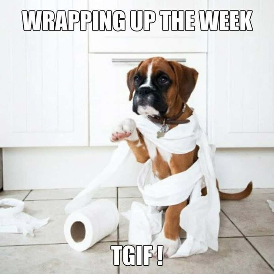 it's friday 桌布 壁紙 — 一隻棕色和白色的拳師犬幼犬坐在廚房裡，被衛生紙包裹著，旁邊還有一卷衛生紙。