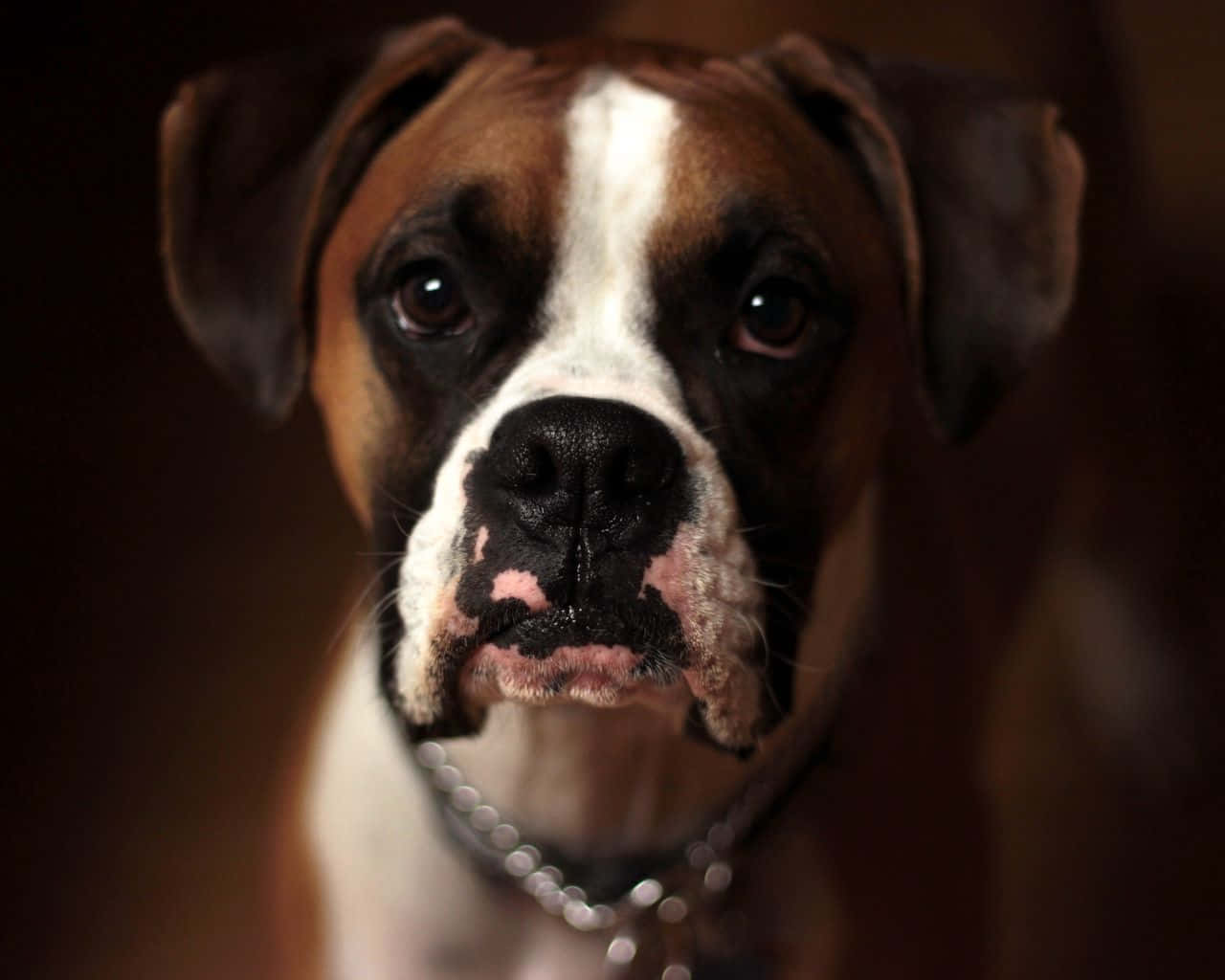 Boxer Dog 桌布 壁紙 — 一隻棕色和白色的拳師犬特寫肖像，擁有充滿靈魂的眼睛和銀色鏈條項圈，背景是黑暗模糊的。