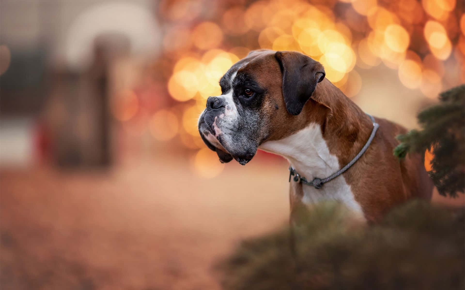 Boxer Dog 桌布 壁紙 — 一隻棕色和白色的拳師狗在溫暖的散景背景下，凝視著發光的燈光和常青樹枝。