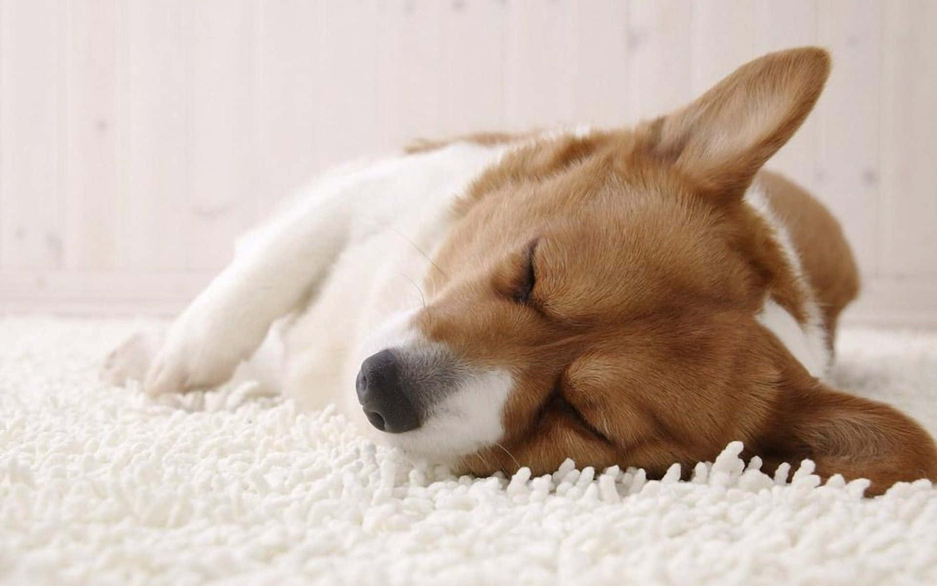 柯基 桌布 壁紙 — 一隻棕色和白色的柯基犬在柔軟的白色木牆背景下，安詳地睡在蓬鬆的白色地毯上。