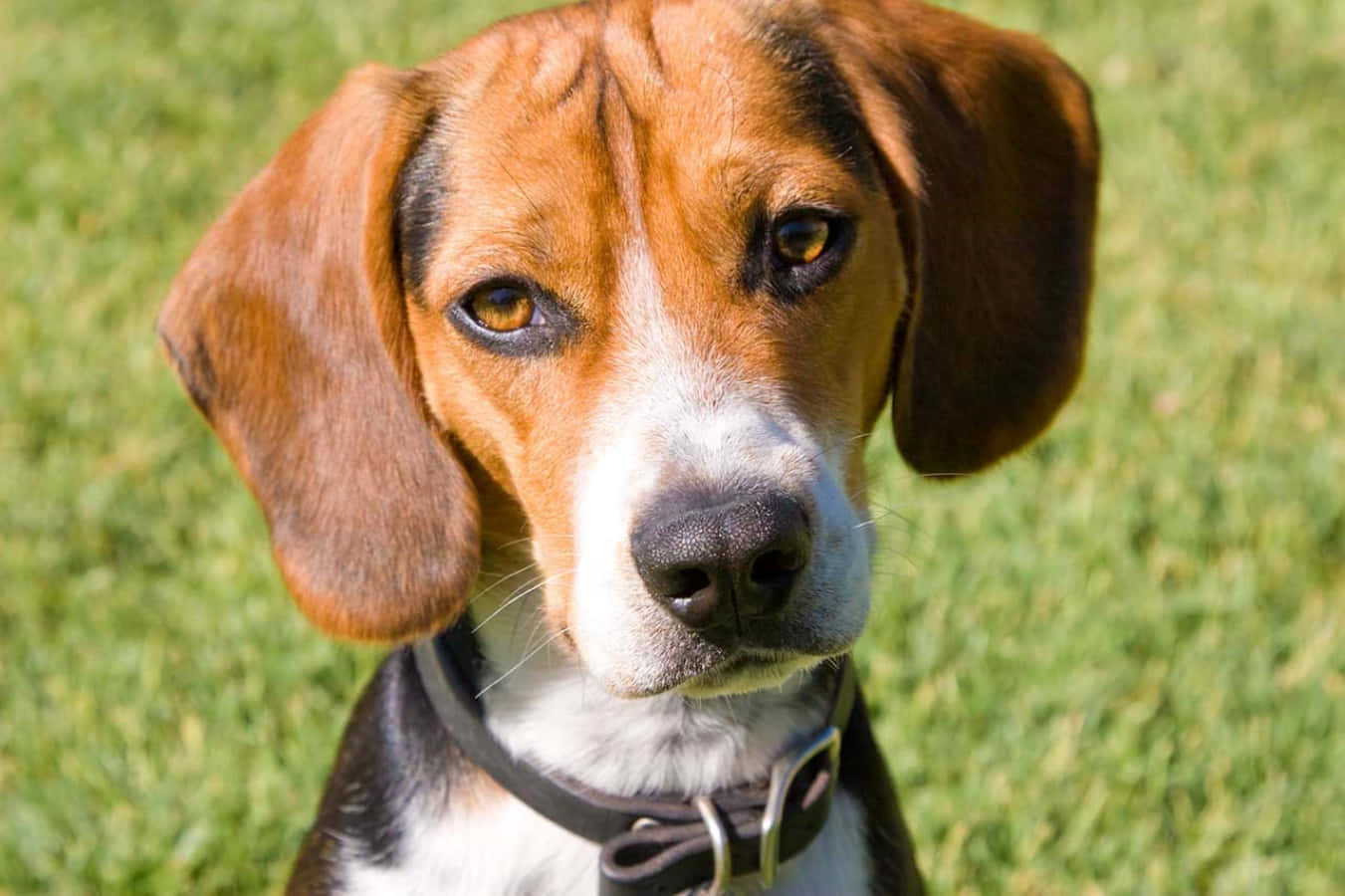 米格魯 桌布 壁紙 — 一隻棕色和白色的比格犬，耳朵下垂，在陽光明媚的綠色草地背景下專注地凝視著相機的特寫。