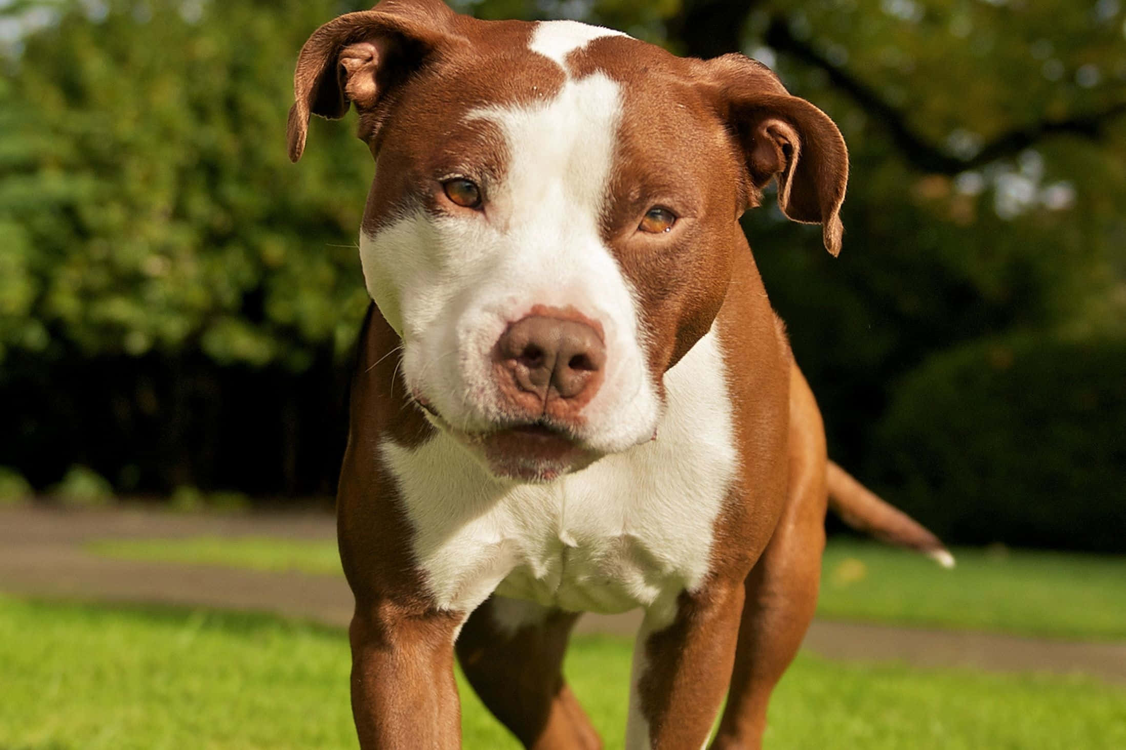 Pitbull 桌布 壁紙 — 一隻棕色和白色的比特犬在明亮的陽光下，警覺地站在草地上，後面有樹木。