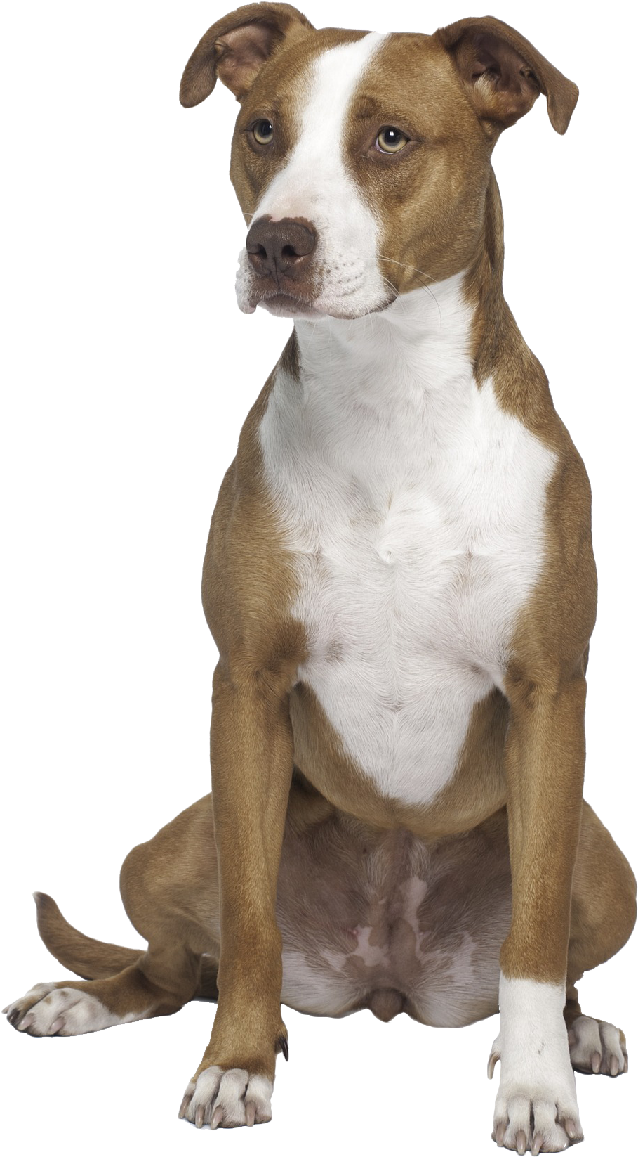 比特犬 桌布 壁紙 — 一隻棕色和白色的比特鬥牛梗在 stark 黑色背景下警覺地坐著，眼神強烈而專注。