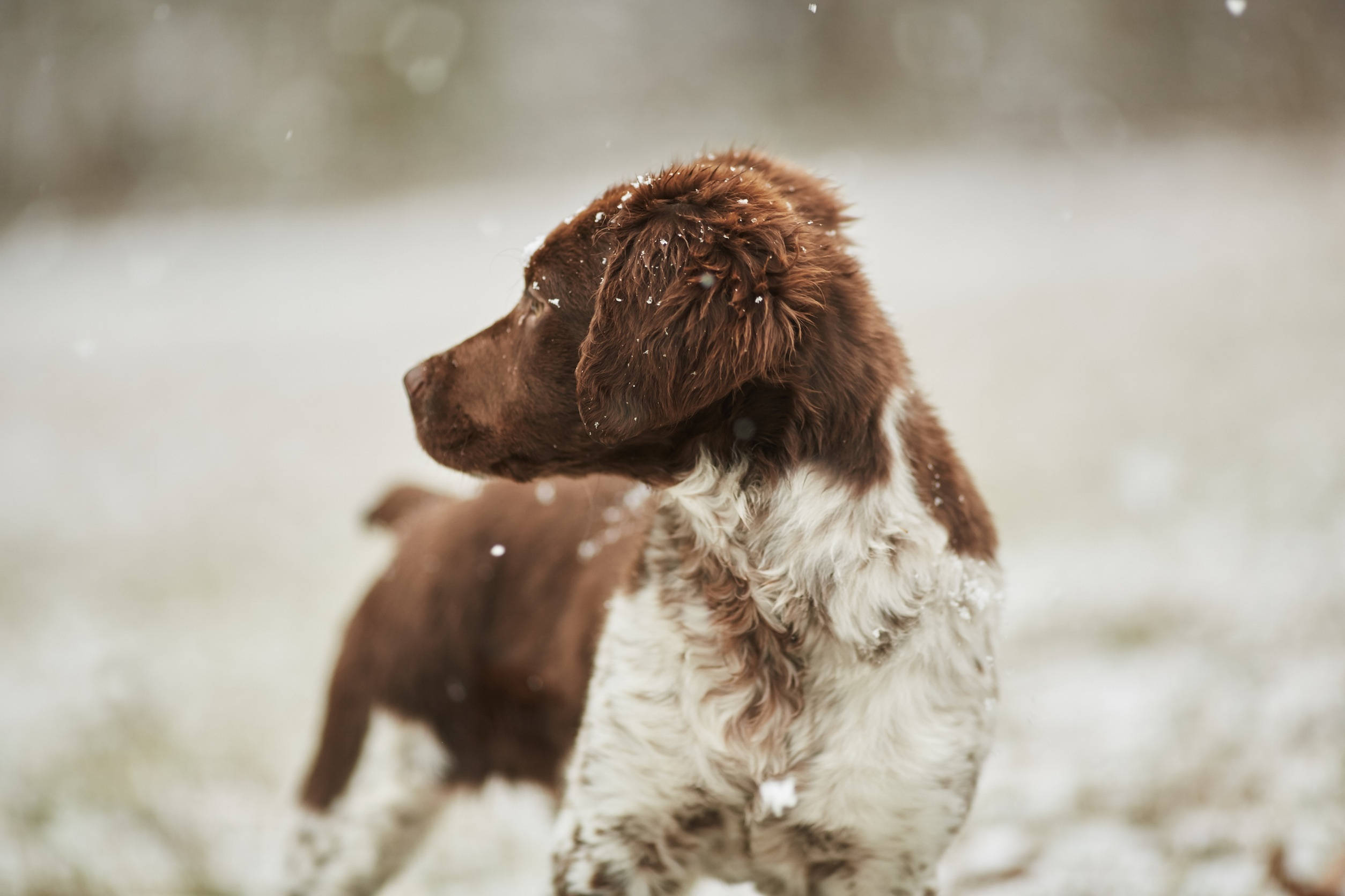 狗 桌布 壁紙 — 一隻棕色和白色的狗站在雪地上，雪花輕輕飄落在牠的毛髮周圍。