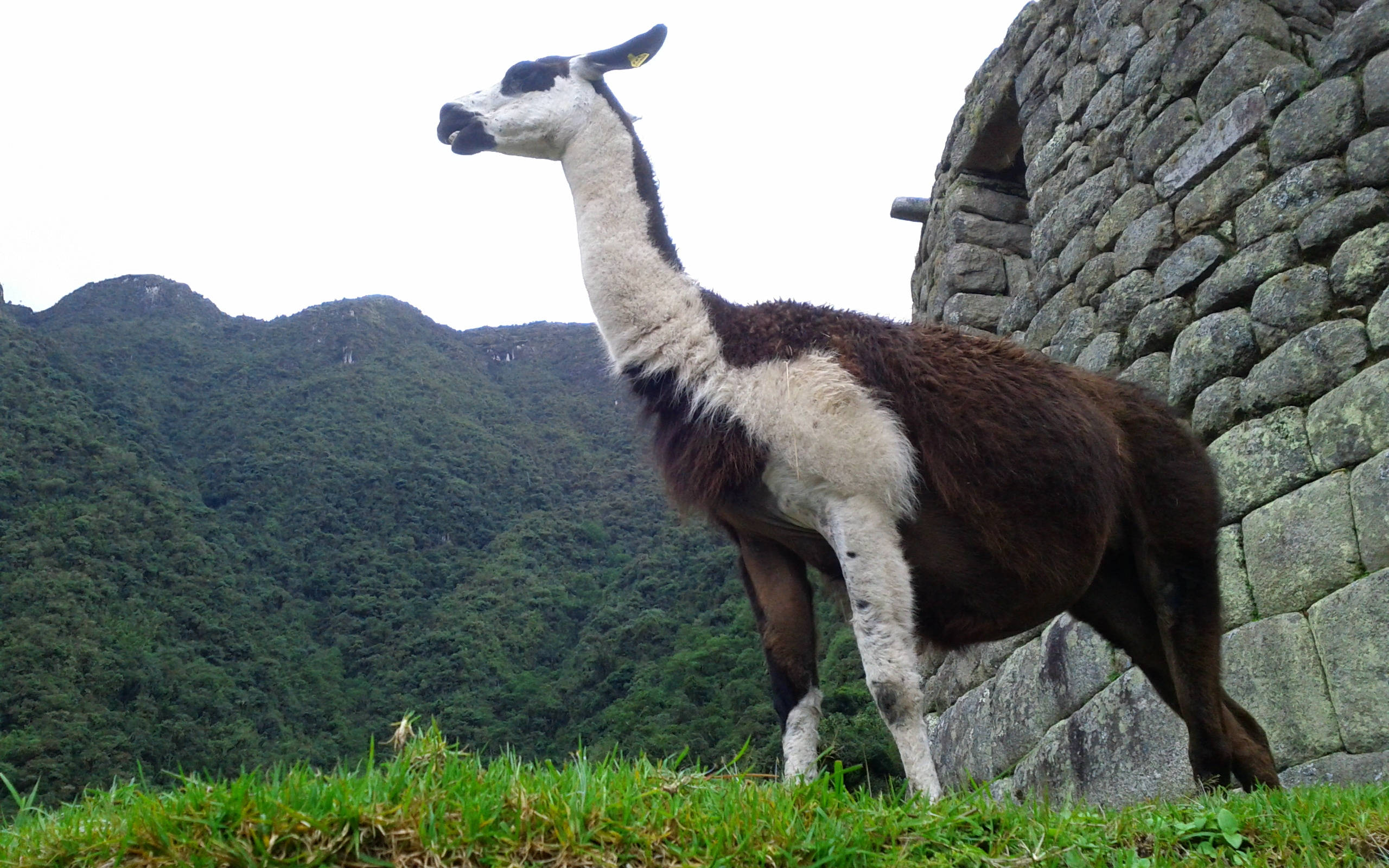 Alpaca 桌布 壁紙 — 一隻棕色和白色的羊駝站在古老的石頭廢墟旁，背景是鬱鬱蔥蔥的綠色山脈。