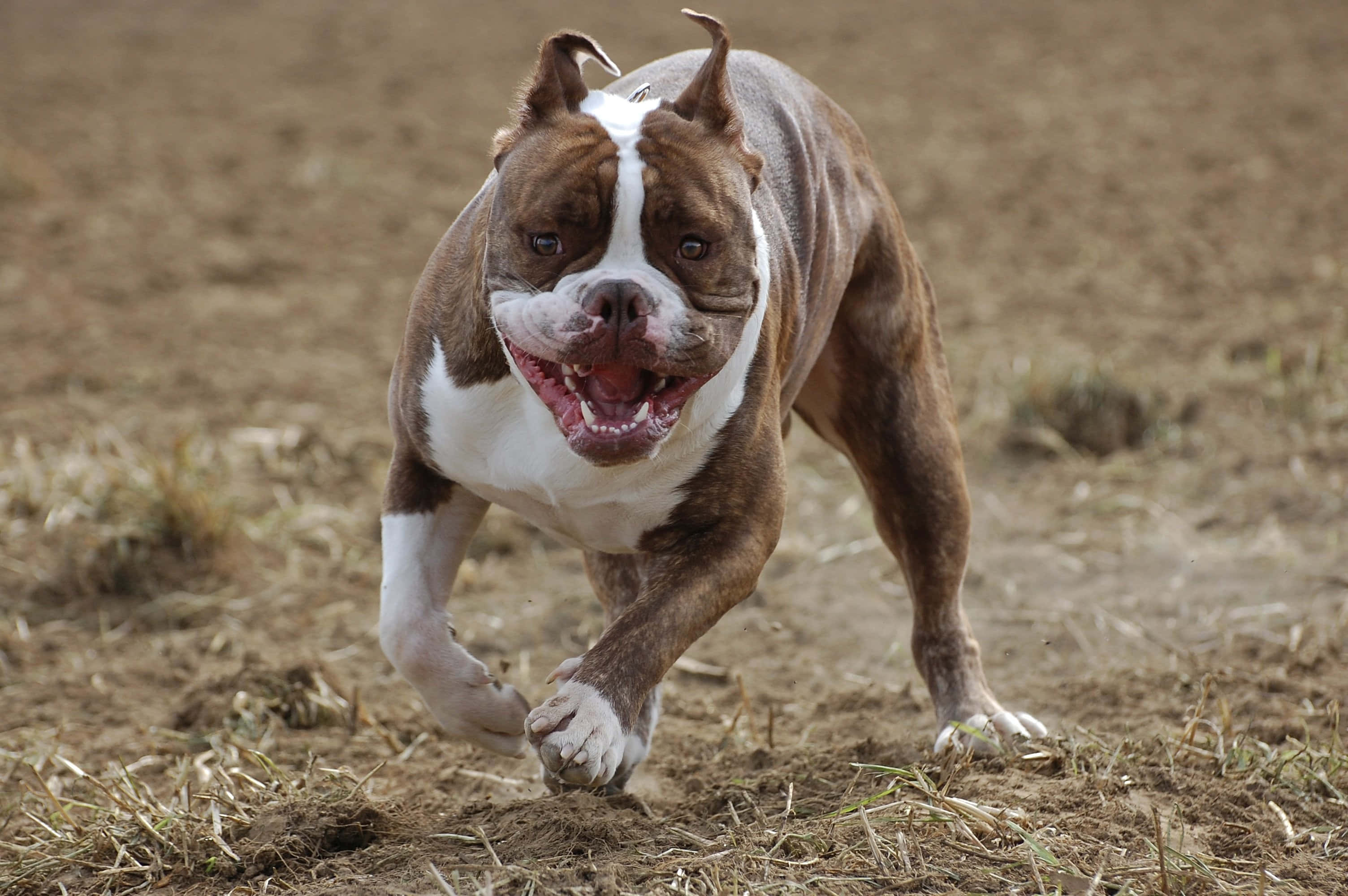 Pitbull 桌布 壁紙 — 一隻棕色和白色的美國惡霸犬張開嘴，眼神專注，在乾草上精力充沛地奔跑。