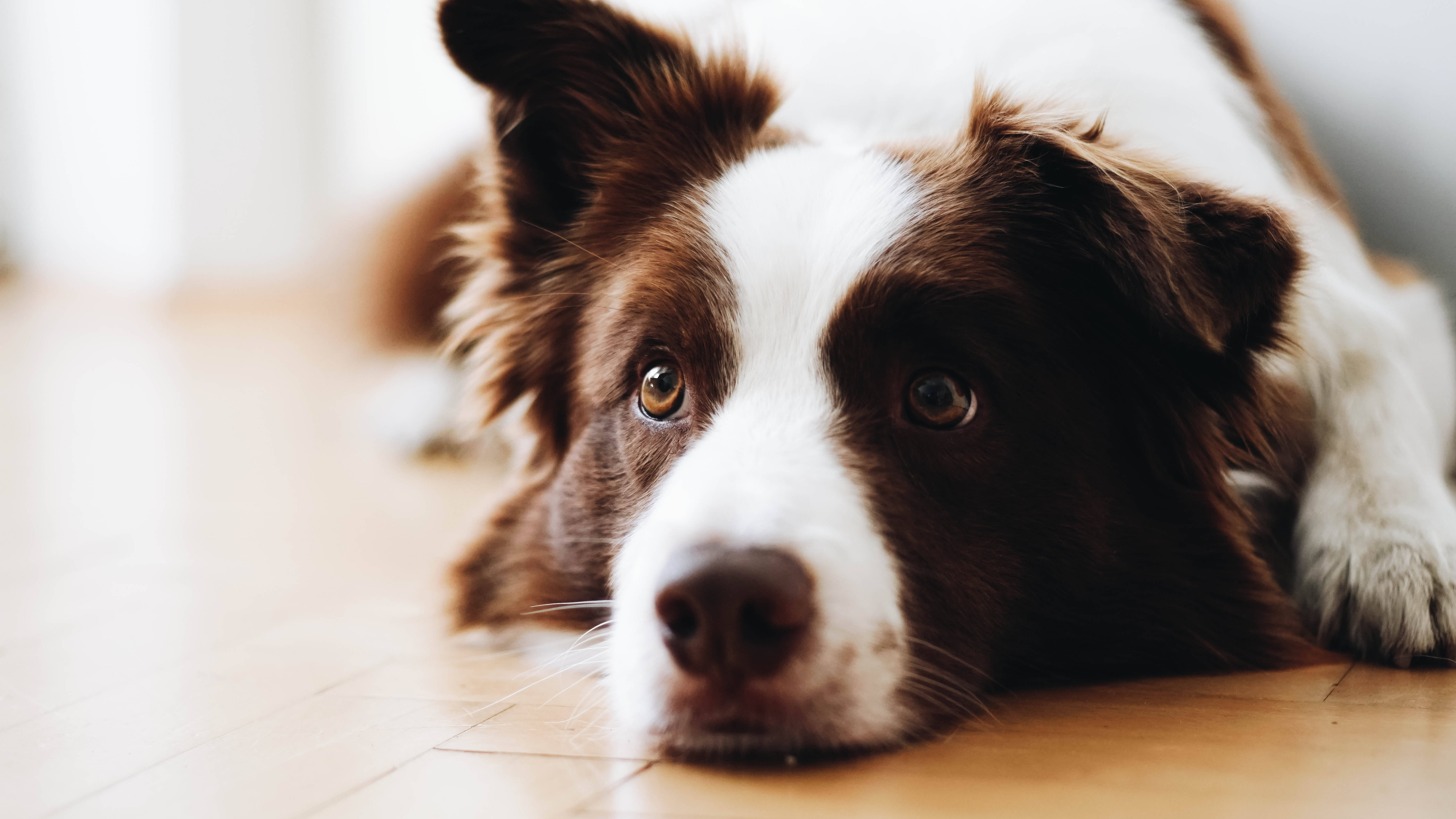 狗 桌布 壁紙 — 一隻棕色和白色的邊境牧羊犬將頭擱在木地板上，用溫暖的琥珀色眼睛溫柔地凝視。