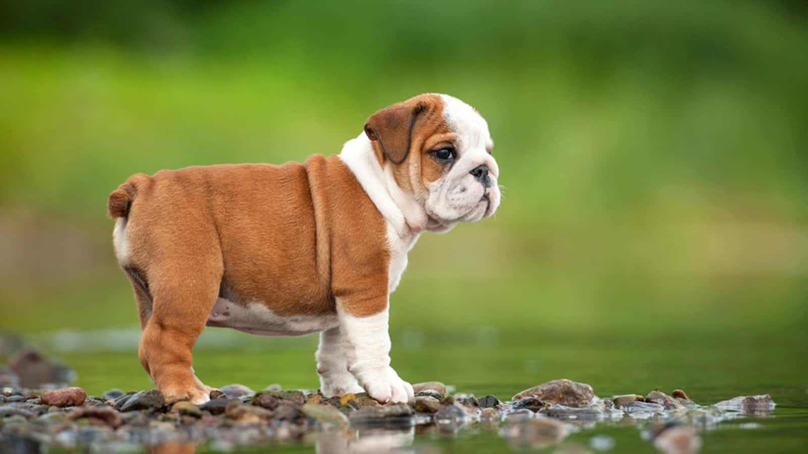 Bulldog 桌布 壁紙 — 一隻棕色和白色的鬥牛犬幼犬警覺地站在濕漉漉的河石上，背景是柔和的綠色模糊。