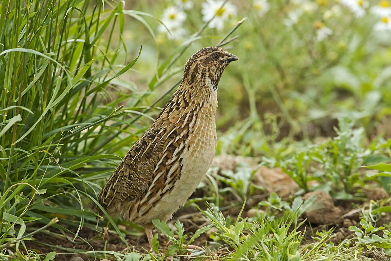 Quail 桌布 壁紙 — 一隻棕色和白色的鵪鶉警覺地站在茂密的綠草中，背景有白色雛菊，呈現柔焦效果。