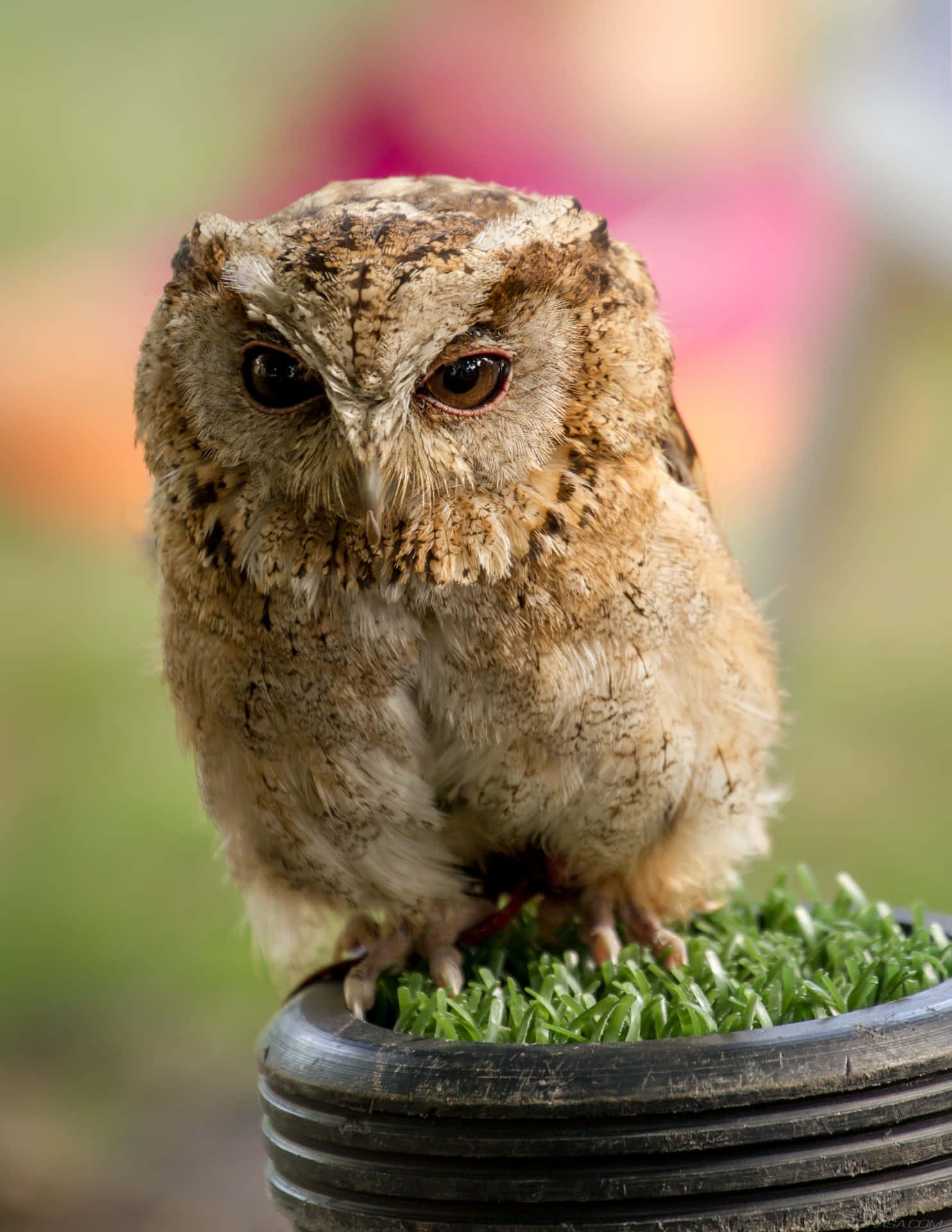 Baby Owl 桌布 壁紙 — 一隻棕色和白色羽毛的小貓頭鷹的特寫，棲息在一個裝滿綠色草的黑色花盆上。