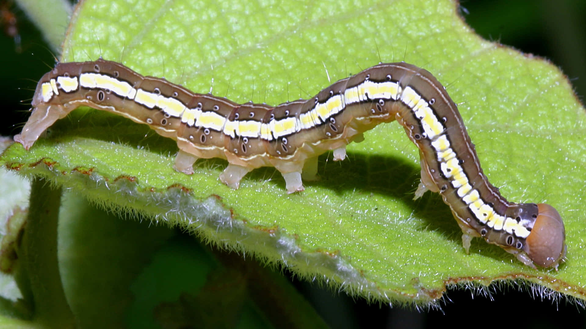 Caterpillar Transformation 桌布 壁紙 — 一隻棕色和黃色條紋的毛蟲在毛茸茸的綠葉上爬行的詳細特寫。