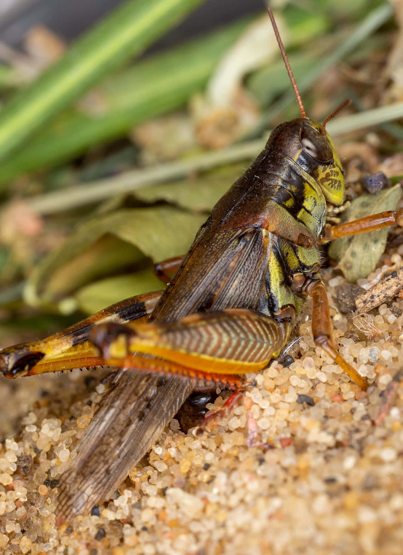 Grasshopper 桌布 壁紙 — 一隻棕色和黃色的蚱蜢棲息在沙地上的特寫照片，背景有模糊的綠色樹葉。