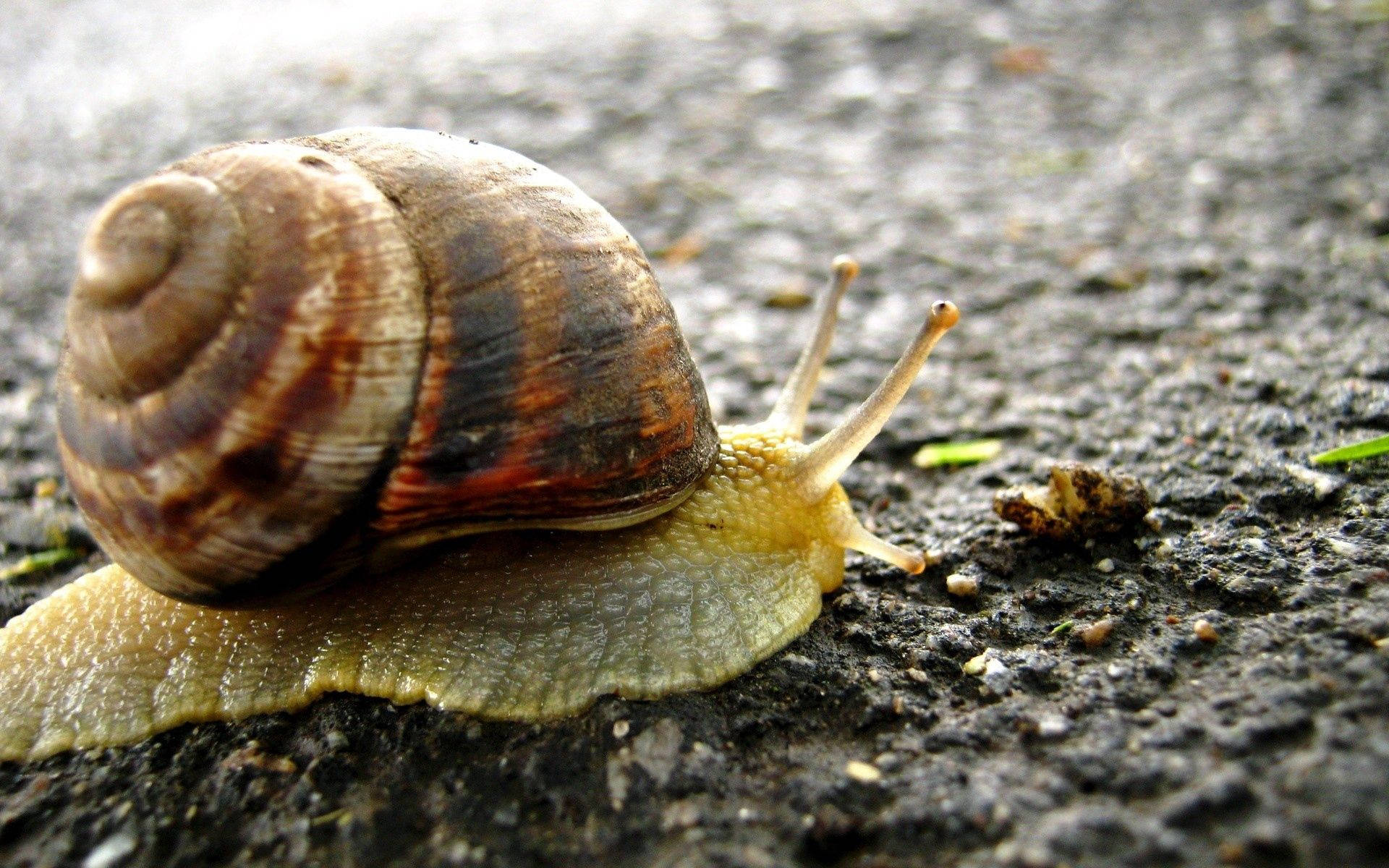 Snail 桌布 壁紙 — 一隻棕色和黃褐色條紋蝸牛在潮濕的紋理路面表面上緩慢爬行的特寫。