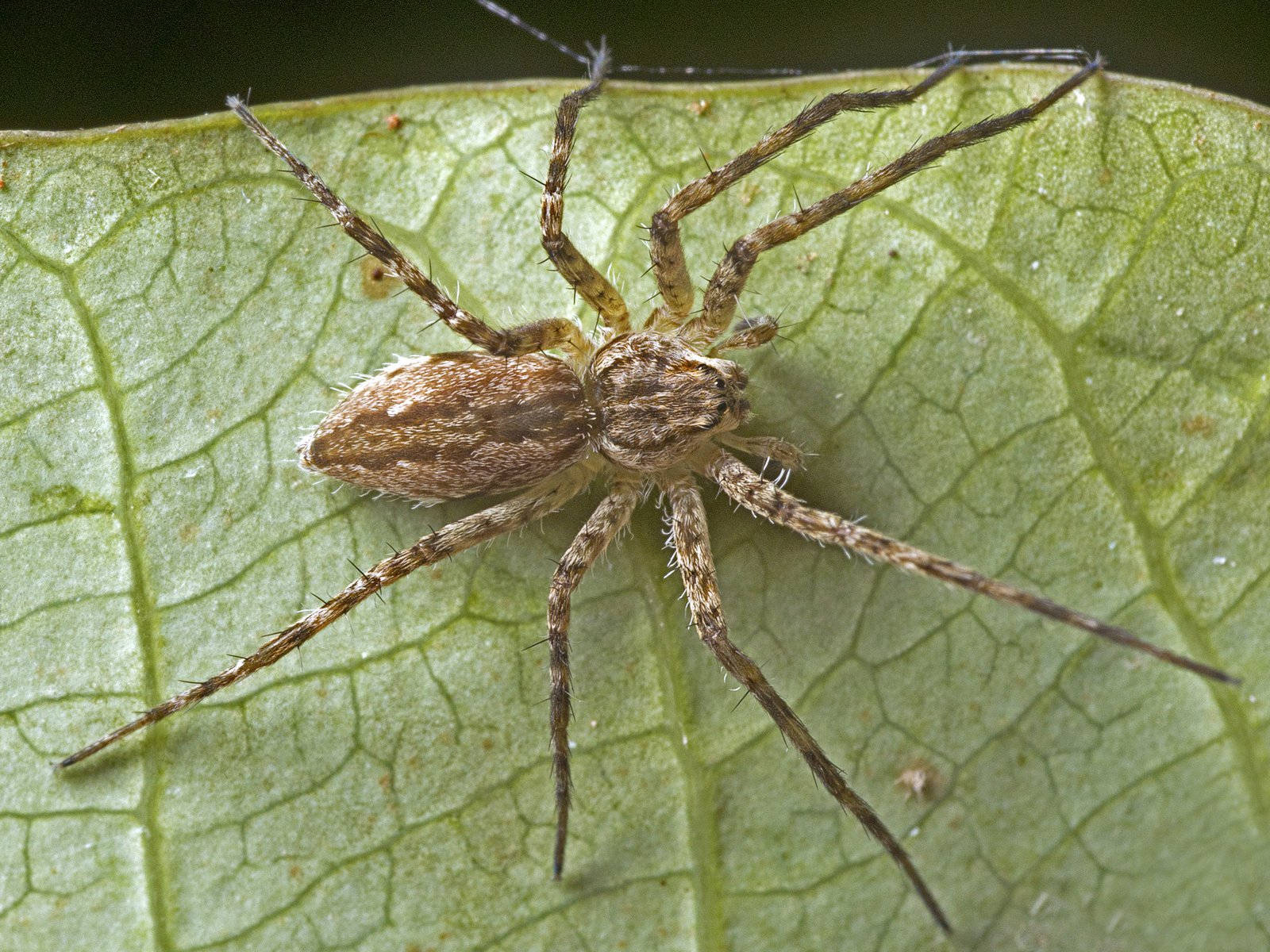 Spider 桌布 壁紙 — 一隻棕色多毛蜘蛛在脈絡分明的鮮綠葉片上休息的詳細特寫。