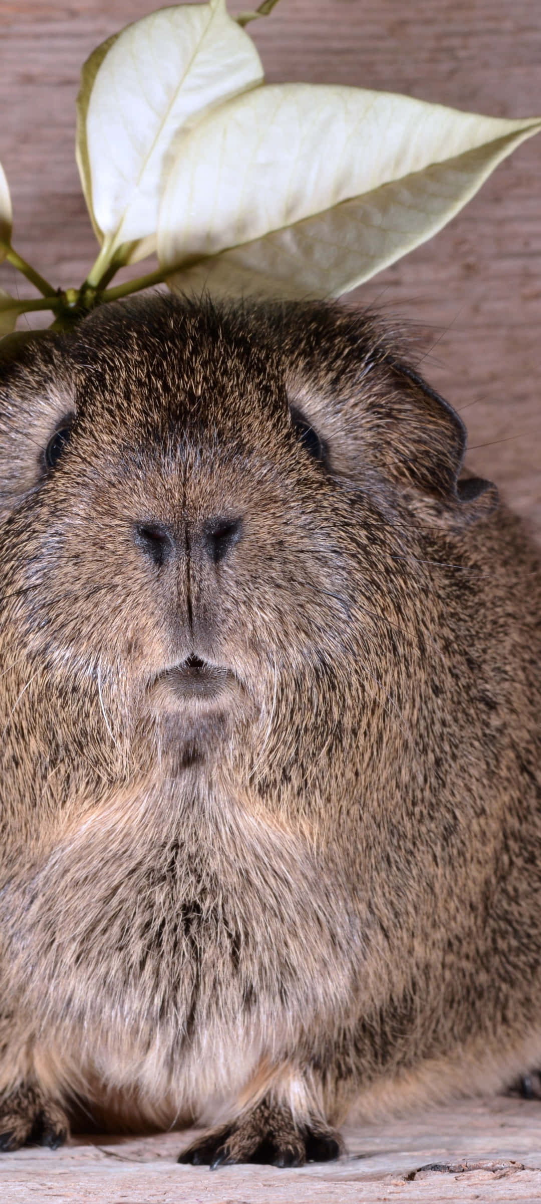 guinea pig 桌布 壁紙 — 一隻棕色天竺鼠毛髮柔軟，平靜地坐在木質表面上的淡綠色葉子下的特寫。