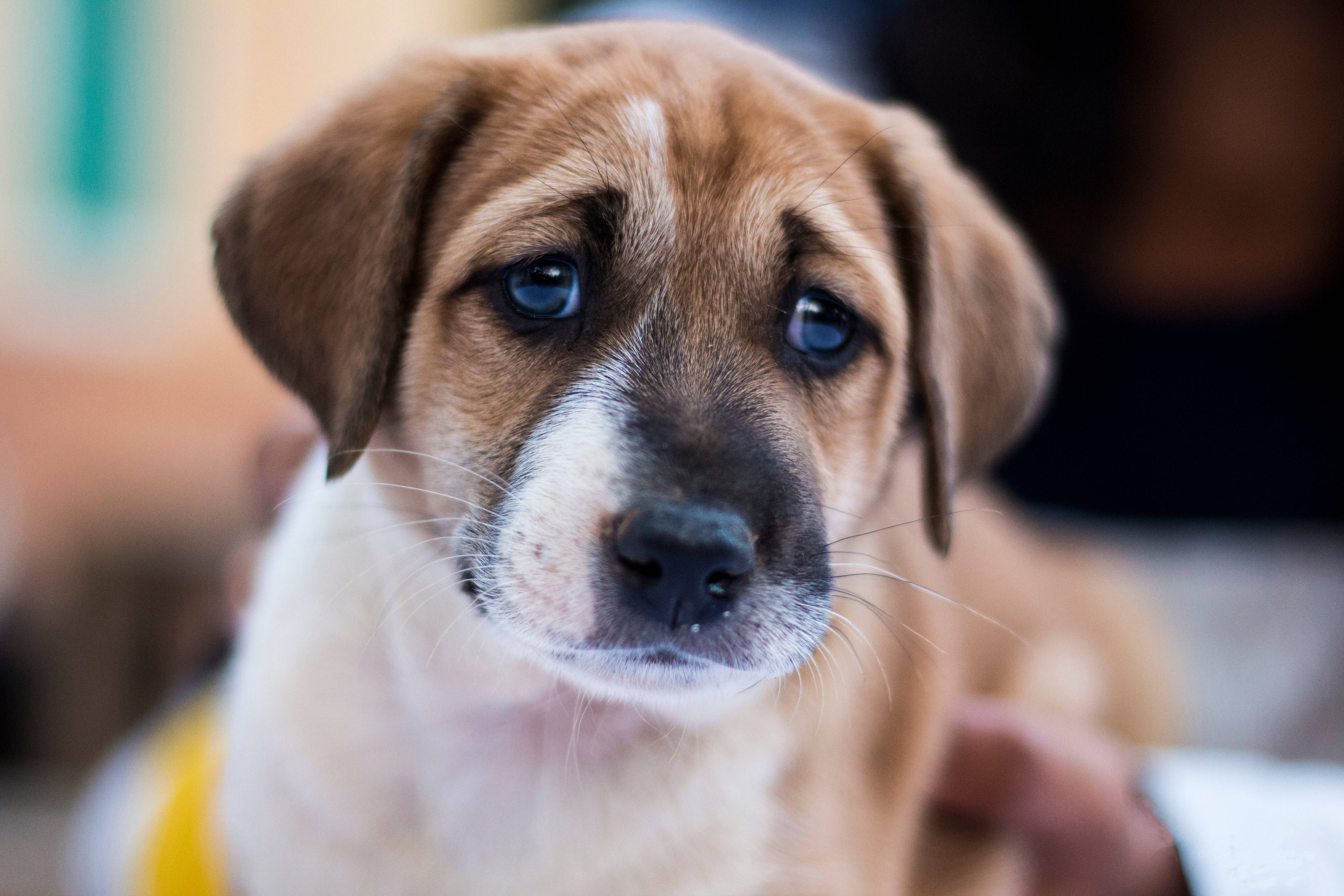 Cute Puppy 桌布 壁紙 — 一隻棕色小狗的近距離特寫，擁有引人注目的藍色眼睛和白色胸部，直視鏡頭。