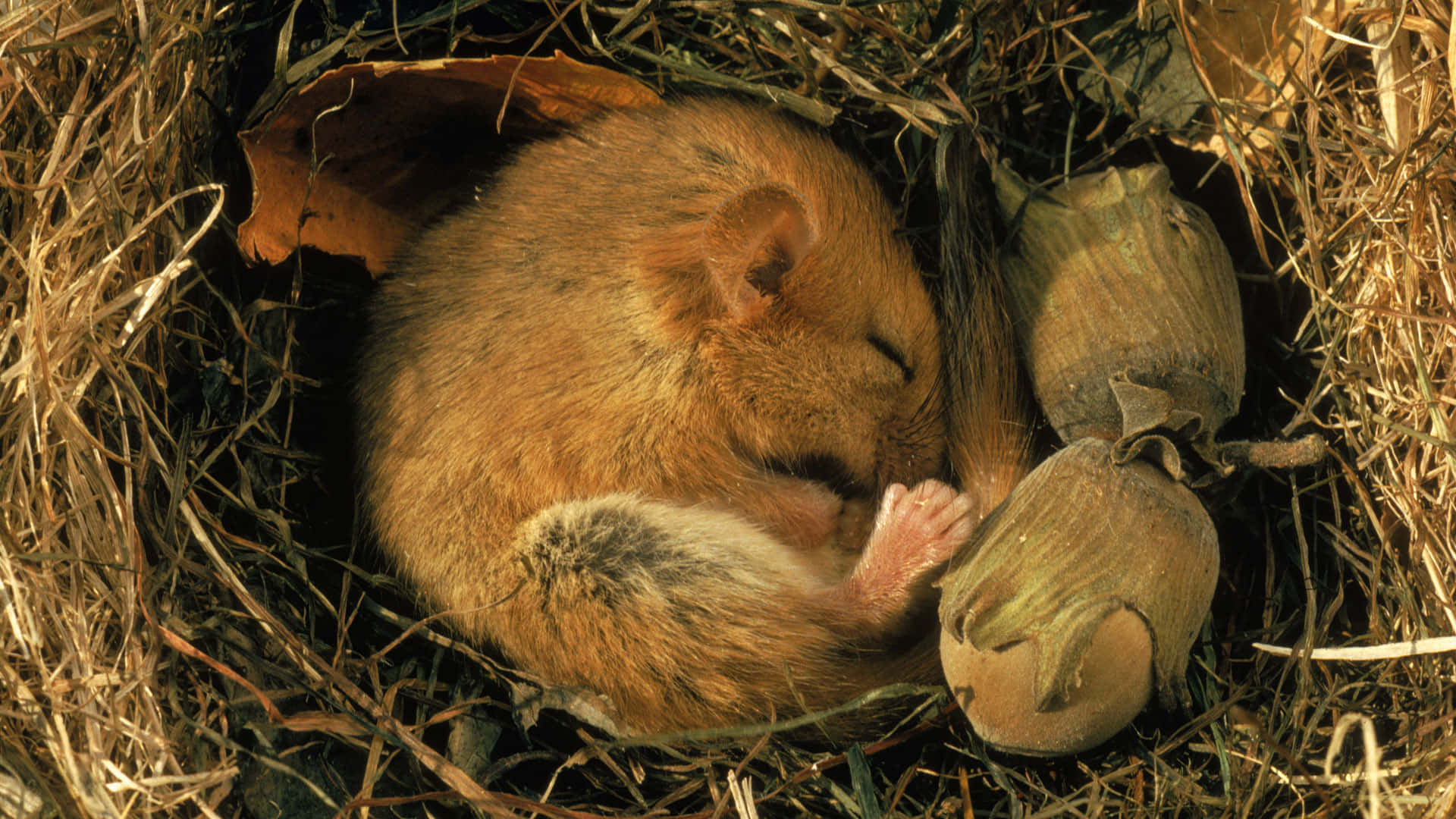 Hibernation 桌布 壁紙 — 一隻棕色小老鼠蜷縮在乾草巢中睡覺，旁邊有兩顆沐浴在溫暖金色光線中的榛子。