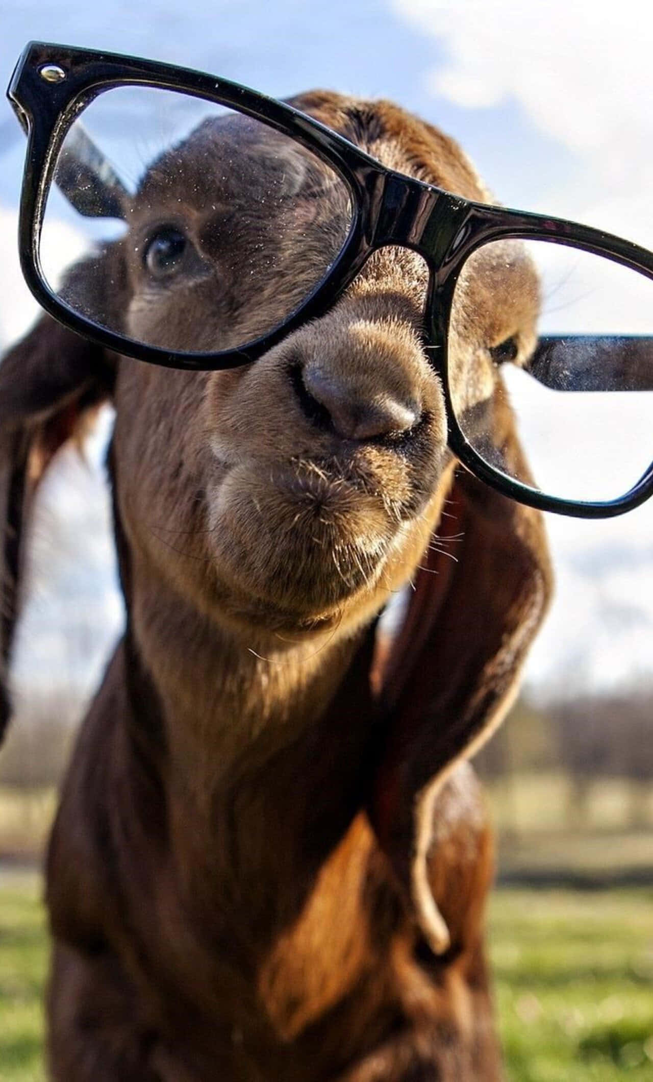 Funny Goat 桌布 壁紙 — 一隻棕色山羊戴著超大黑色眼鏡，表情好奇，背景是明亮的天空的特寫。