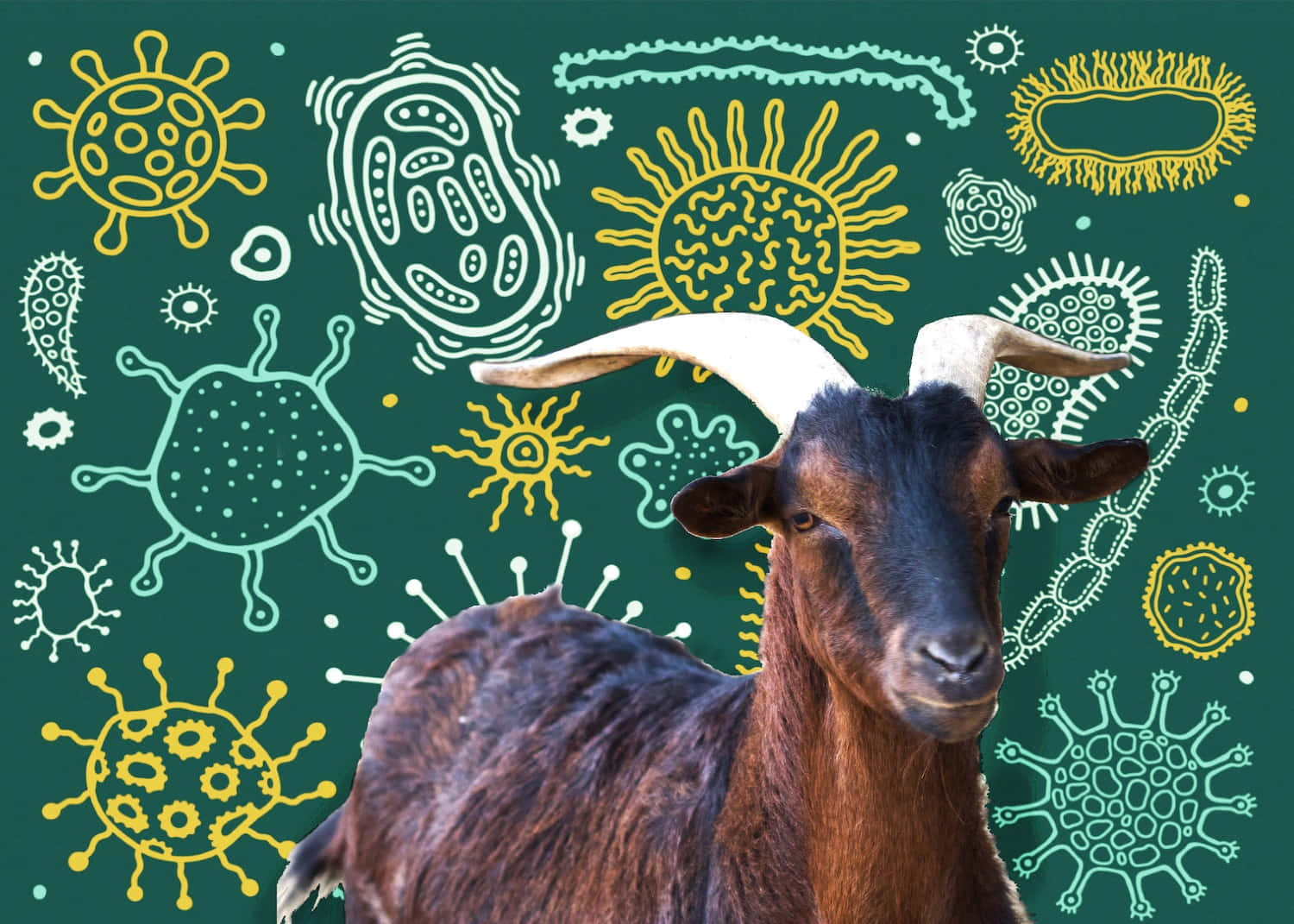 動物 桌布 壁紙 — 一隻棕色山羊長有彎曲的角，在深綠色背景上充滿風格化的黃色和藍綠色病毒及細菌插圖中向前凝視。