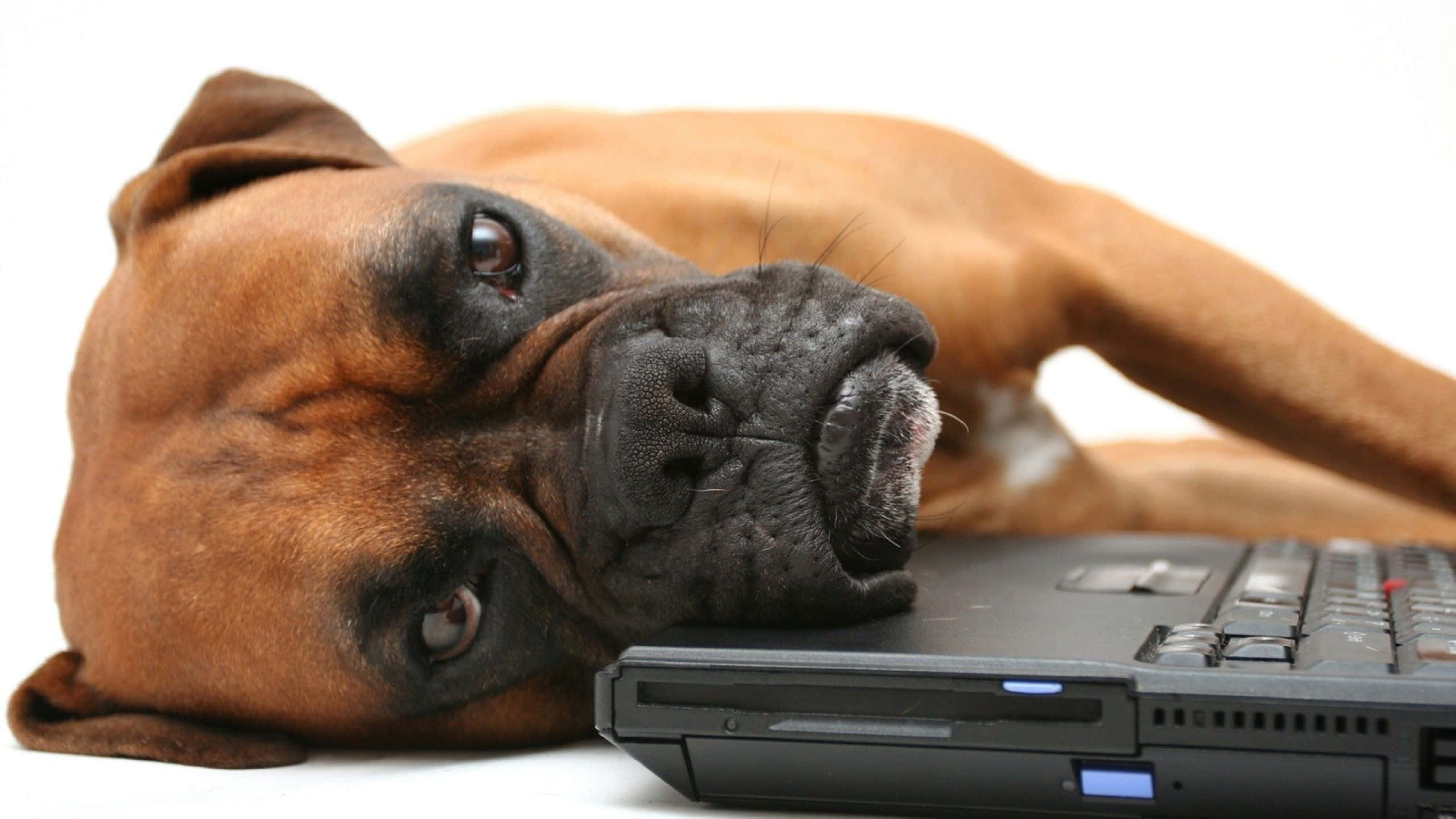 Boxer Dog 桌布 壁紙 — 一隻棕色拳師犬將頭擱在純白背景前的黑色筆記型電腦上。
