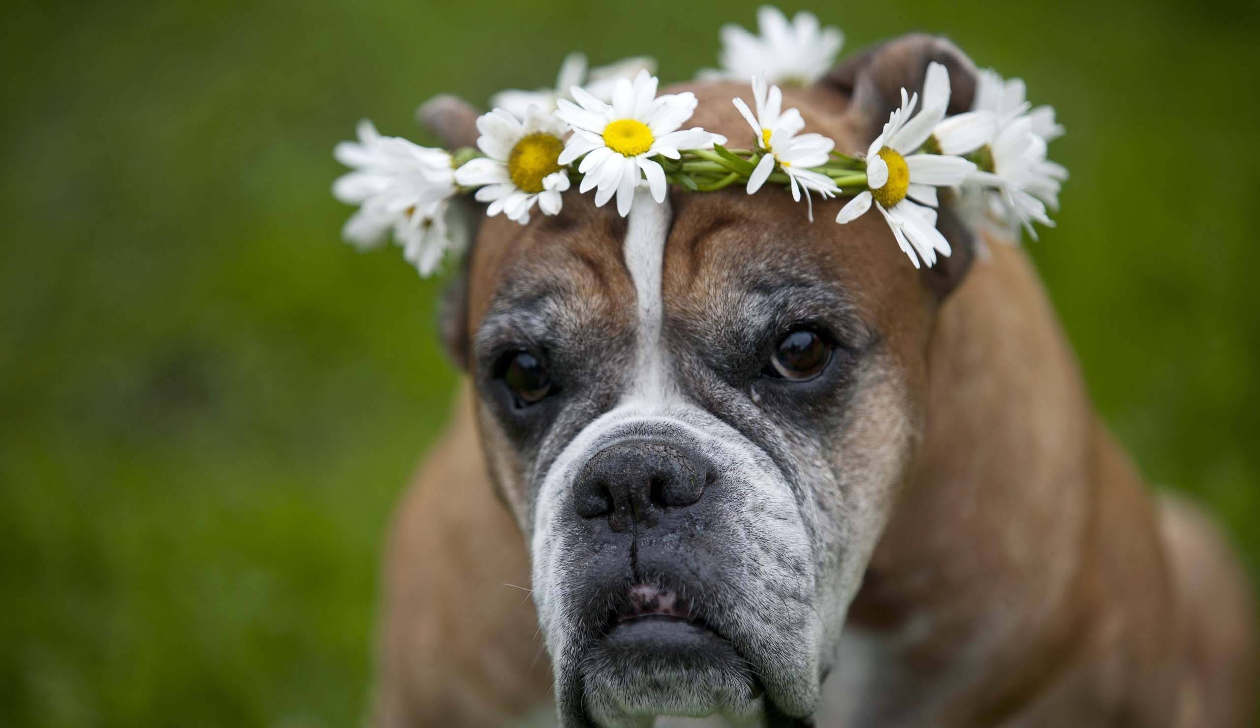 花 桌布 壁紙 — 一隻棕色拳師犬戴著雛菊花冠，以柔和的綠色草地為背景的特寫。